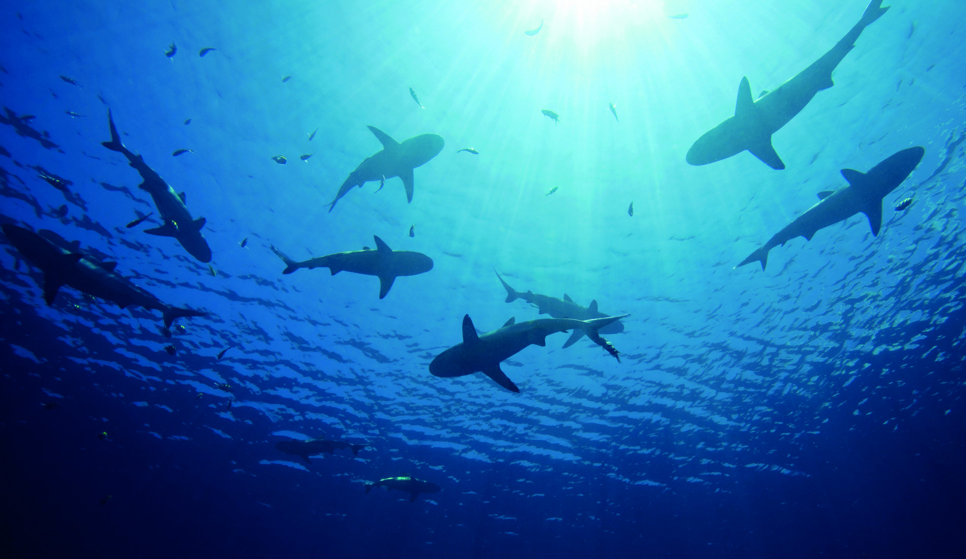 a school of ten sharks swimming in shallow water, silhouetted against sunbeams shining through the water.