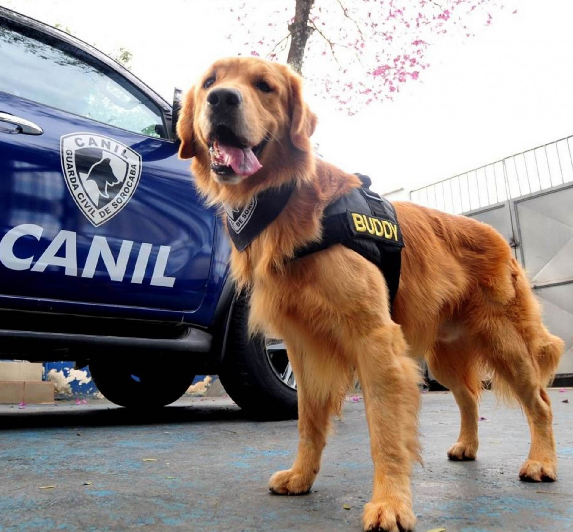 Uma guarnição da GCM unidade canil atuou no flagrante