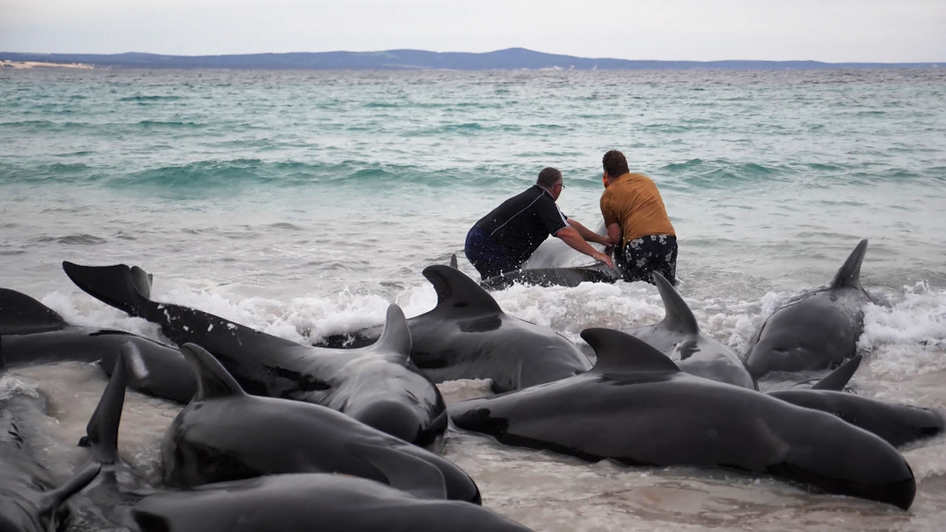 Ao todo, 51 baleias encalharam na praia do oeste da Austrália, sendo que 51 morreram e 45 continuam vivas 