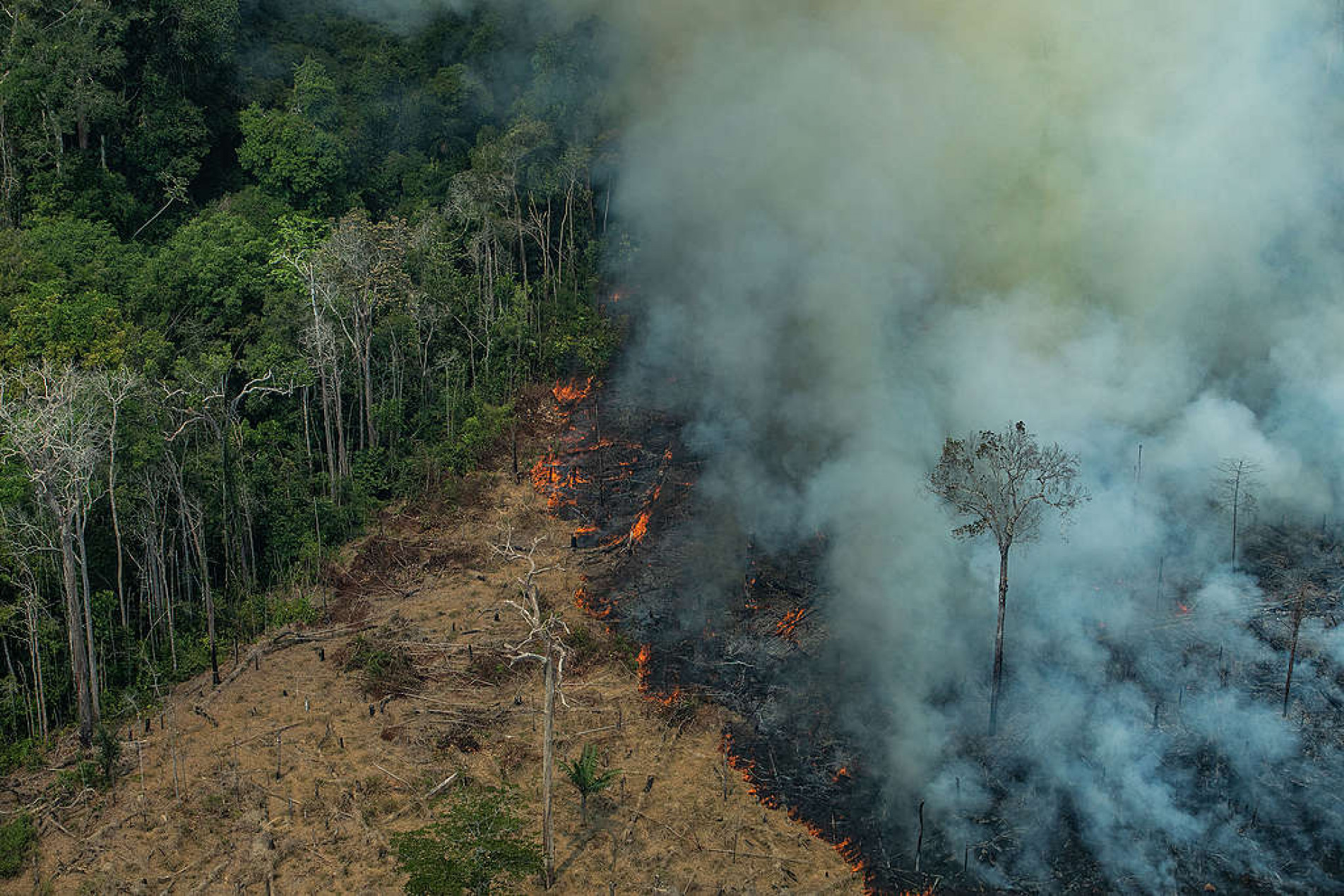 No governo Lula, queimadas na Amazônia aumentaram 14%