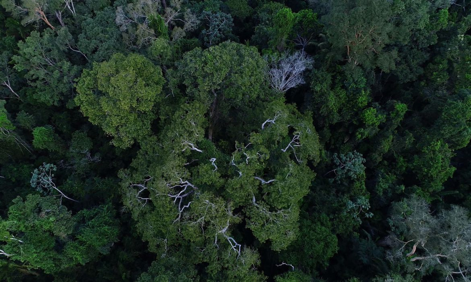 O desmatamento na Amazônia registrou queda de 7,4% de agosto de 2022 a julho deste ano