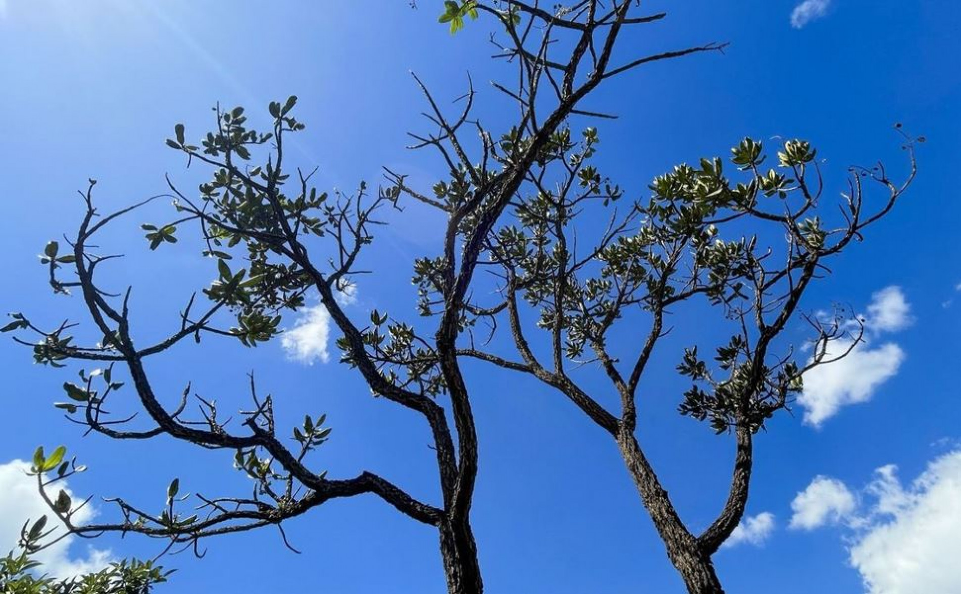 A derrubada de mata no Cerrado, só este ano, aumentou 21,7%