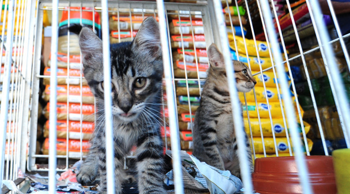  O projeto de lei que proíbe a criação e revenda de cachorros, gatos e pássaros domésticos) em pet shops e estabelecimentos comerciais