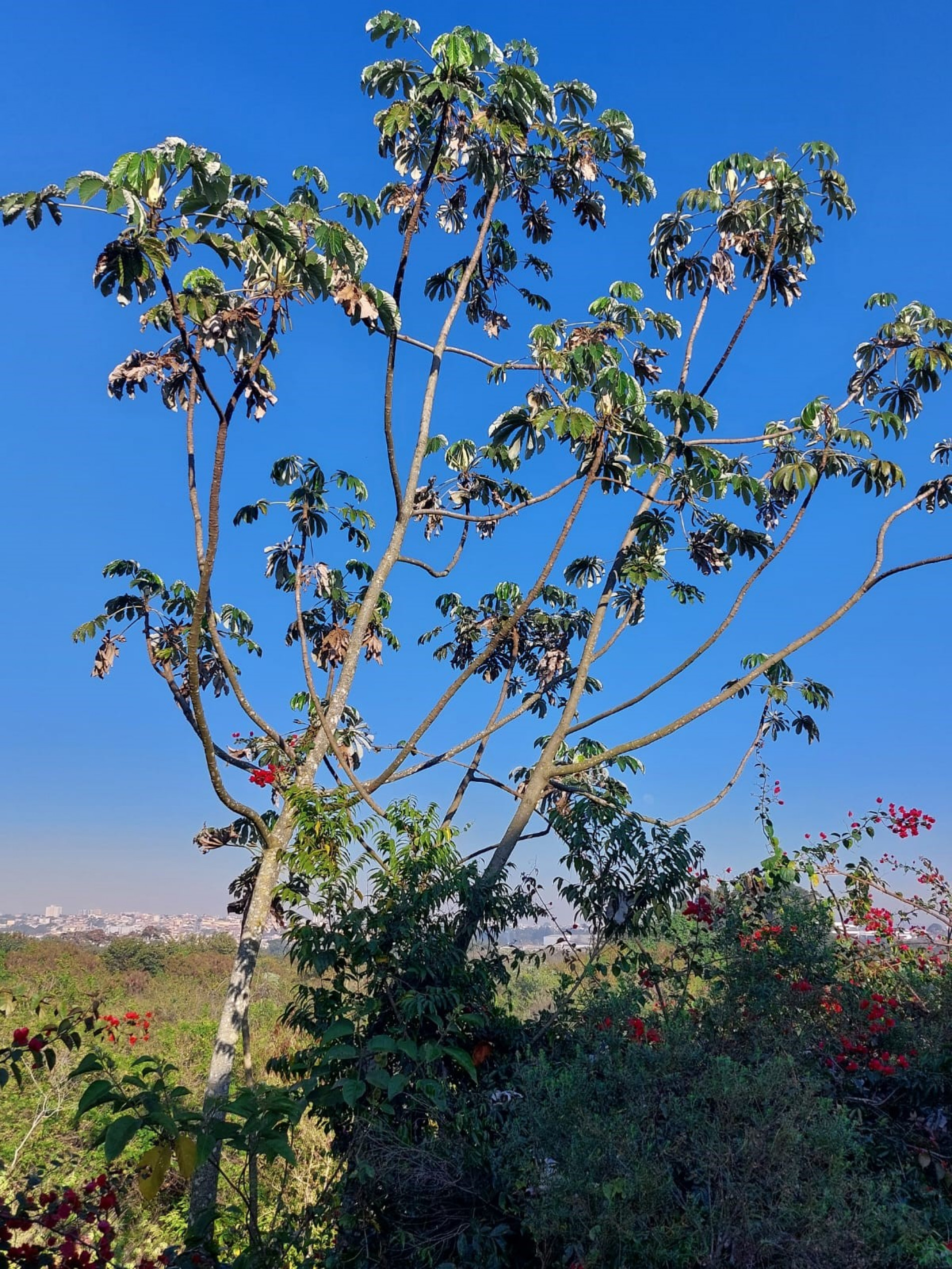 Uma das embaúbas existentes no Jardim Botânico de Sorocaba