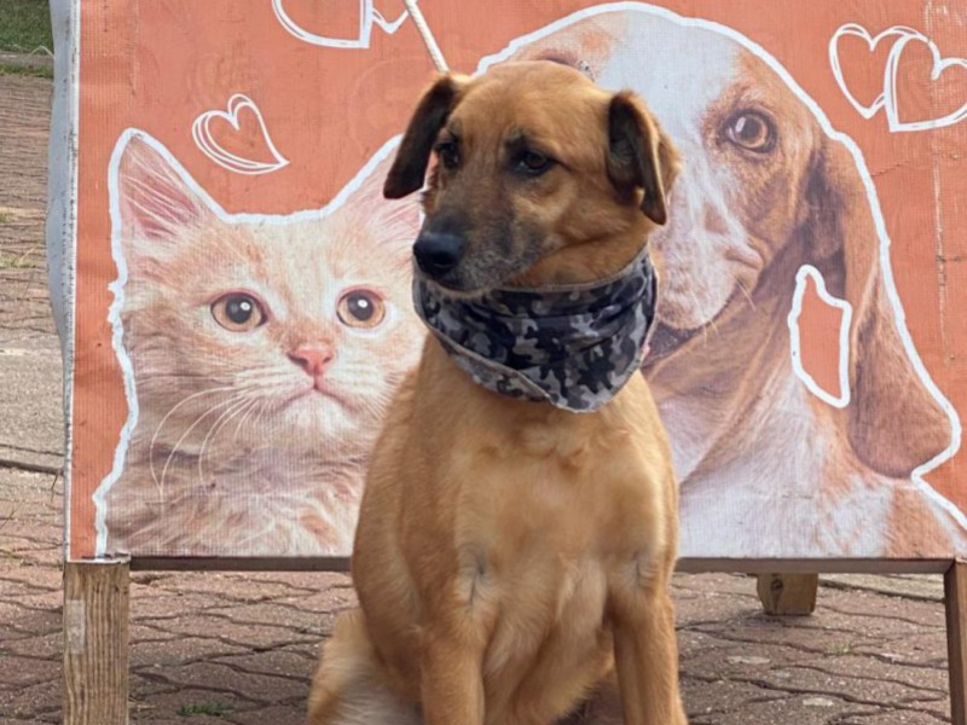 Todos os cãezinhos são castrados, microchipados, vacinados e vermifugados