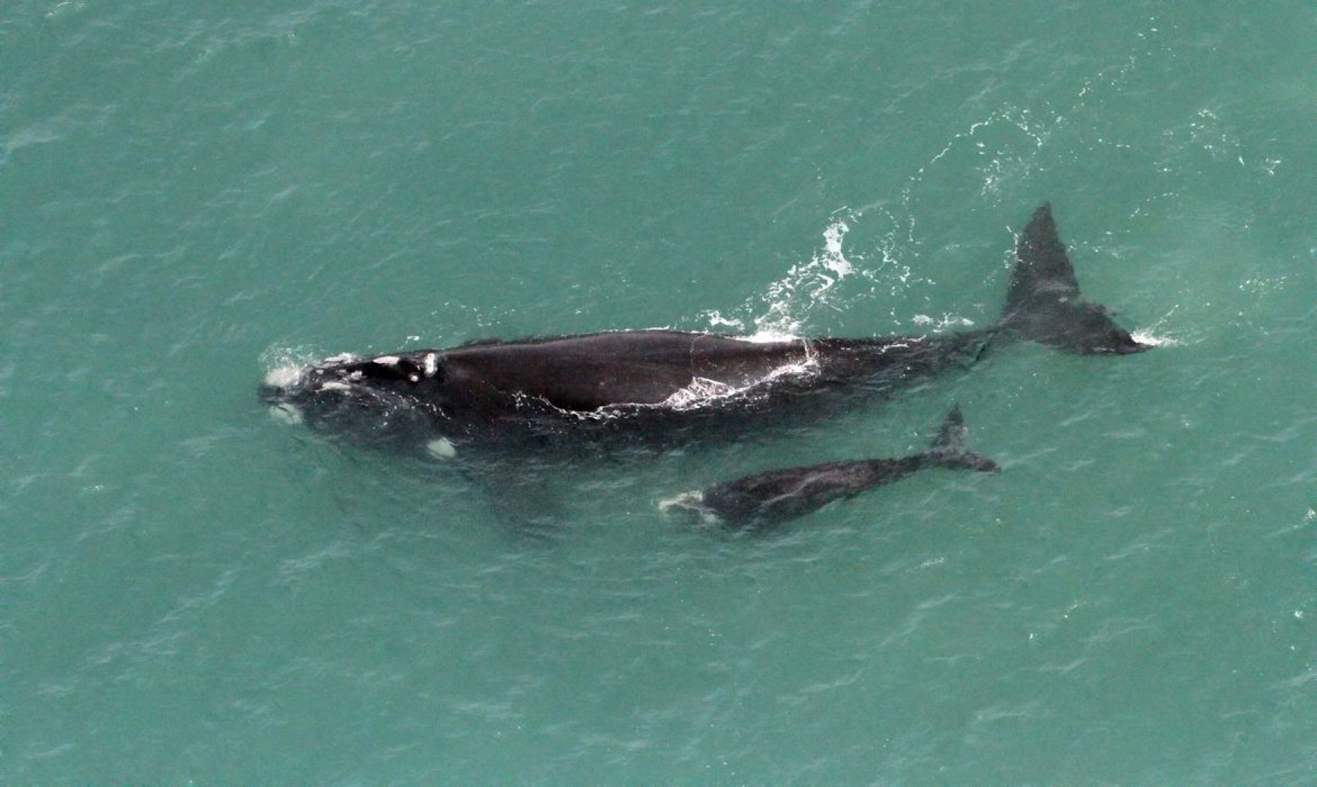 Mamíferos marinhos da ordem Cetacea vivem em grupos de até 12 indivíduos