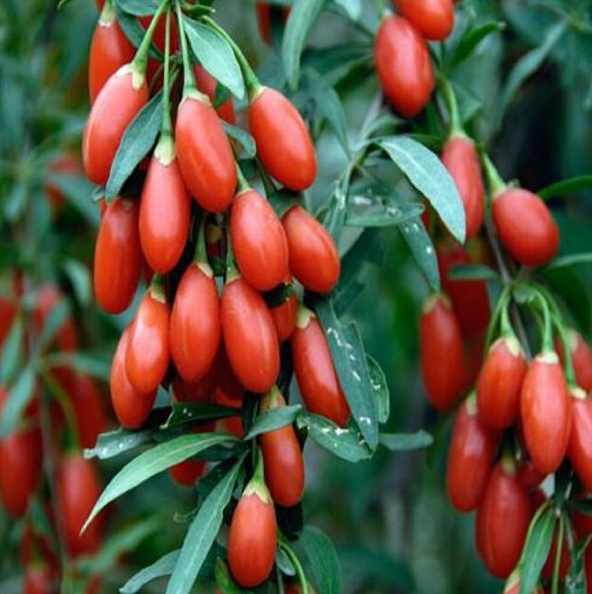 A fruta goji berry reduz triglicérides e colesterol total, mas em algumas pessoas pode elevar riscos de hemorragia