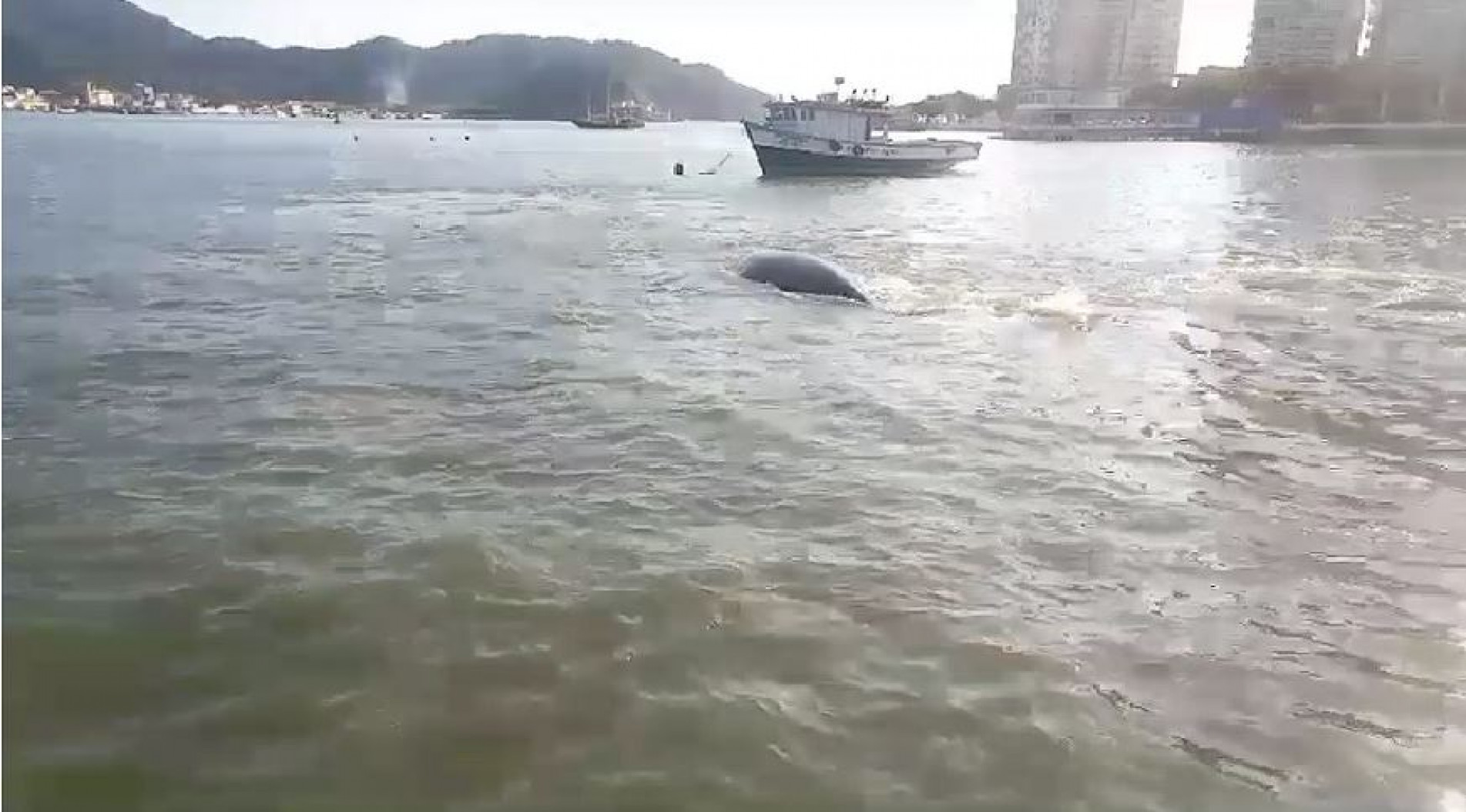 Animais nadavam em direção ao Porto de Santos, mas foram guiados para o mar aberto