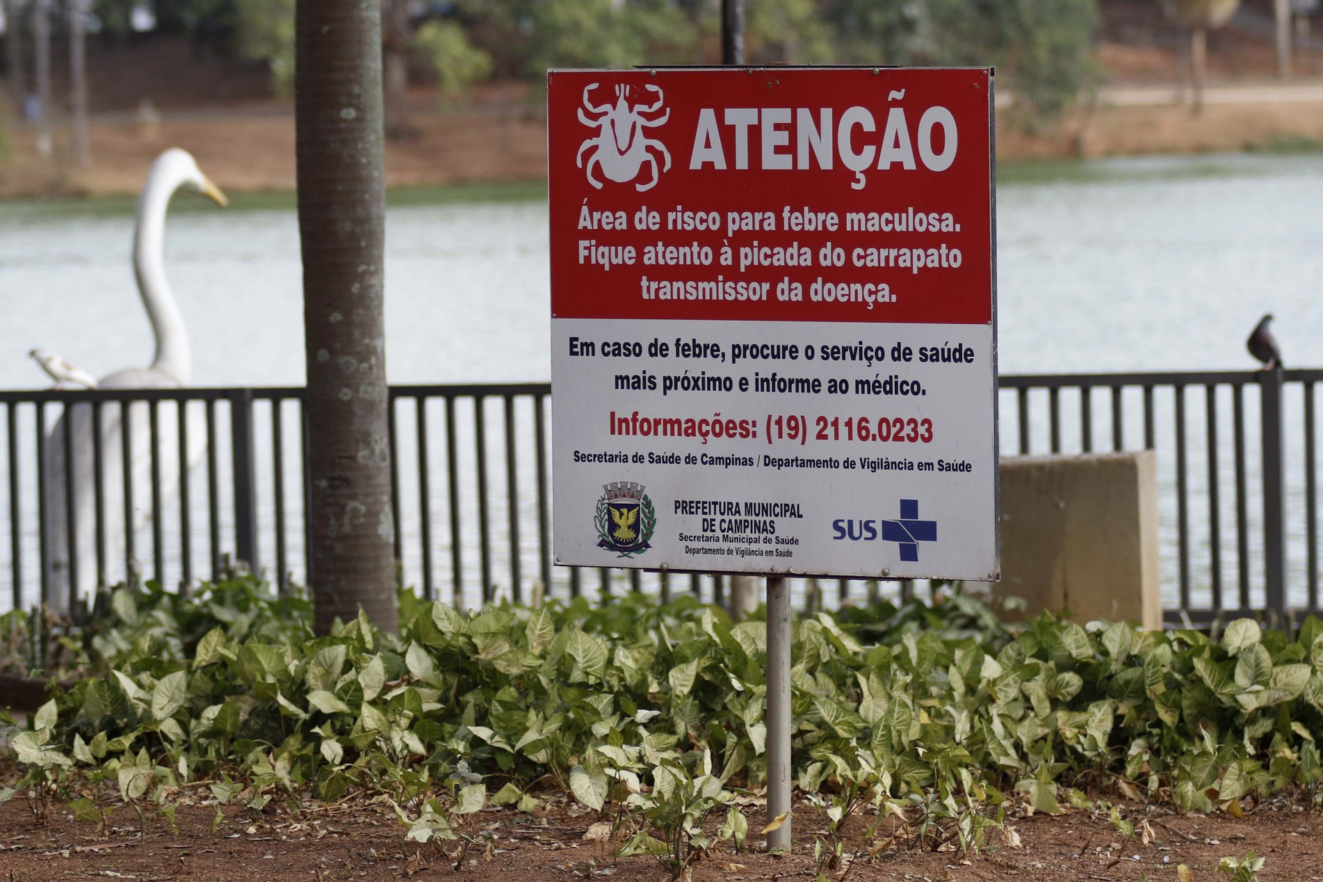 O município já registrou oito casos, com seis mortes, somente neste ano; preocupação envolve também os parques da cidade, como a Lagoa do Taquaral