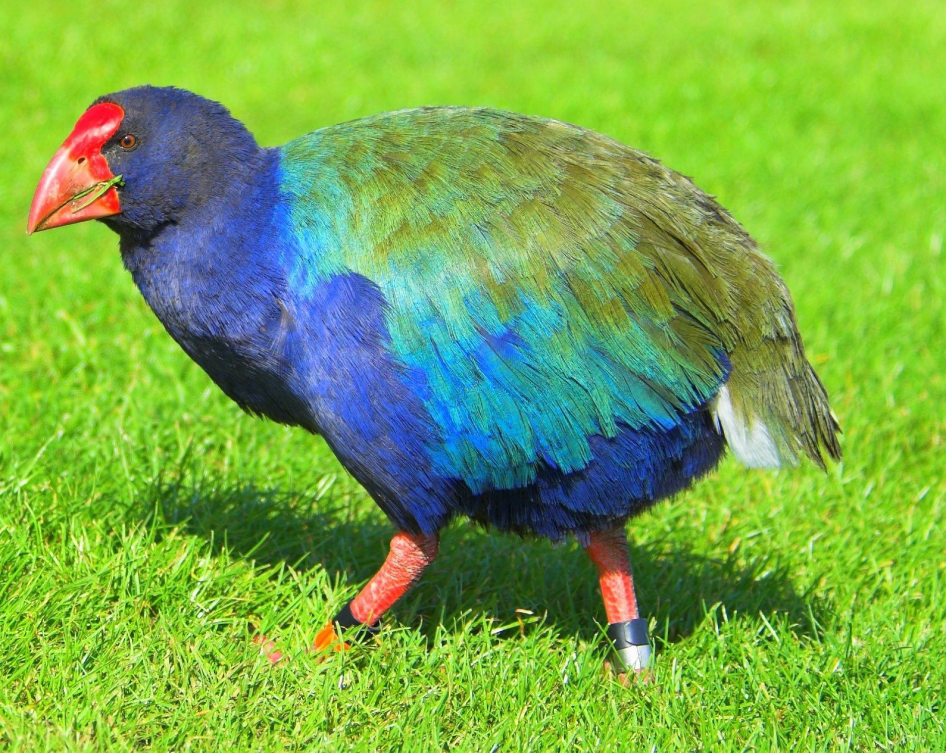 O takahe tem grande valor cultural na Nova Zelândia