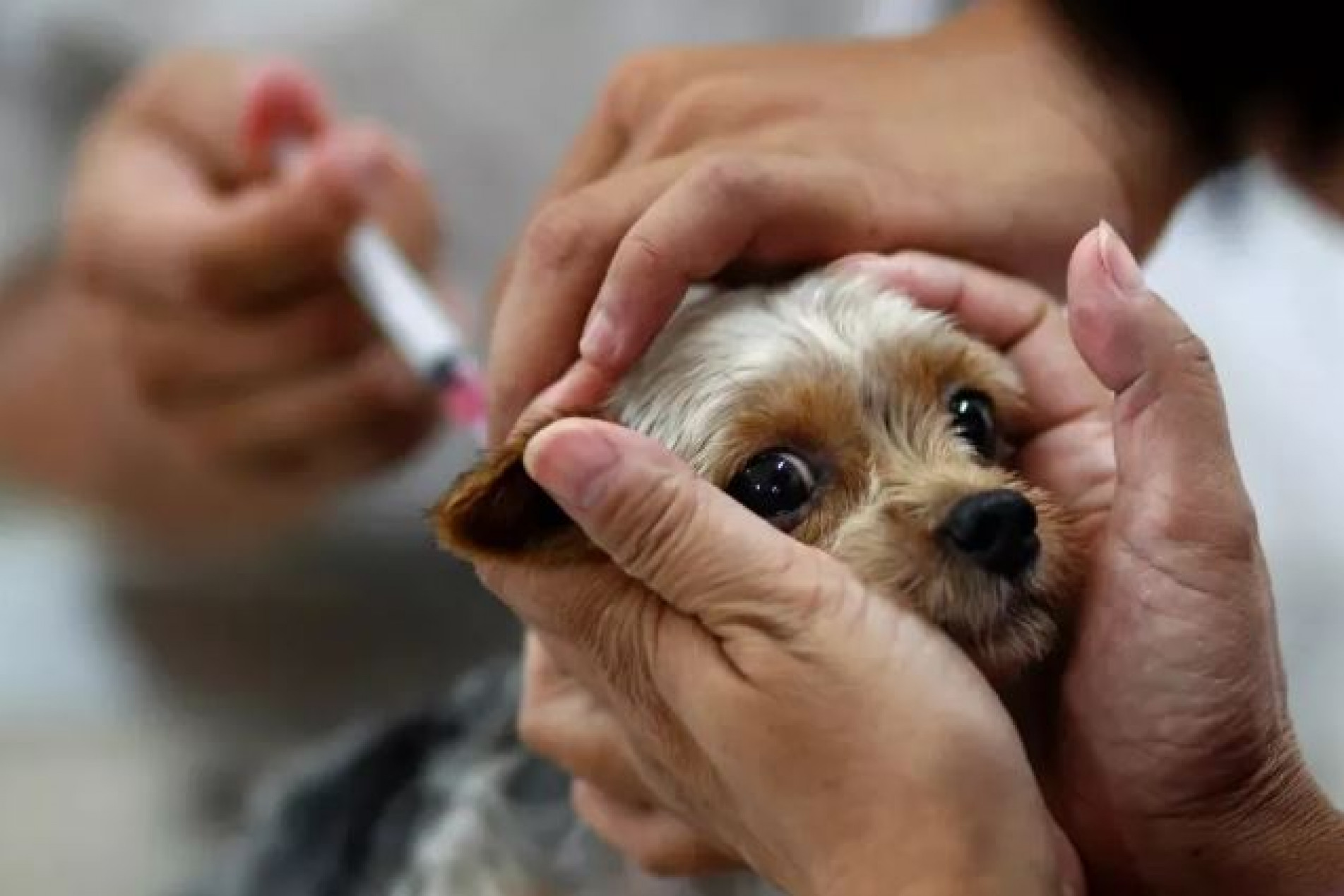 Cachorro sendo vacinado contra a raiva