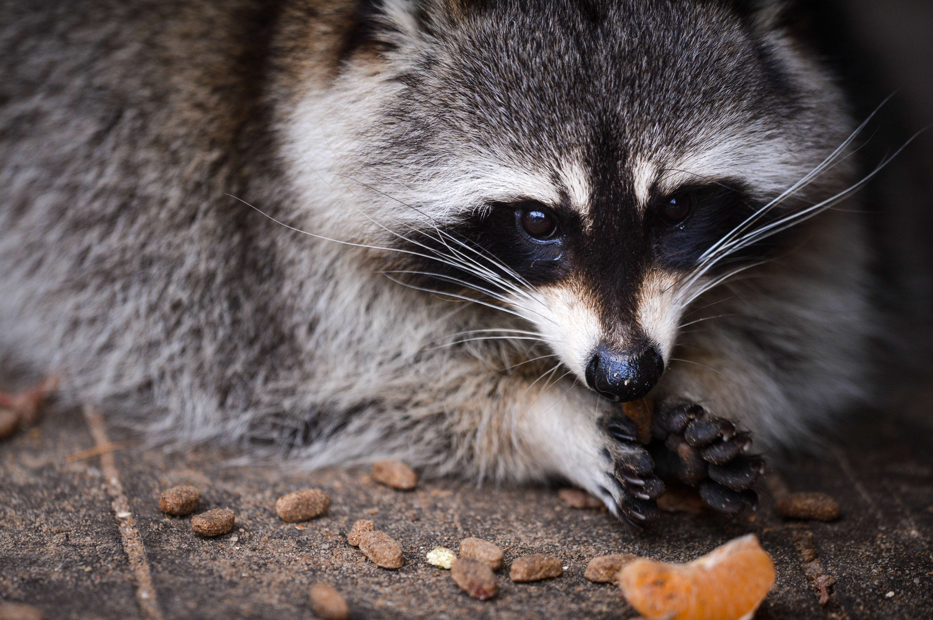 Animais estão entrando nas casas em busca de comida 