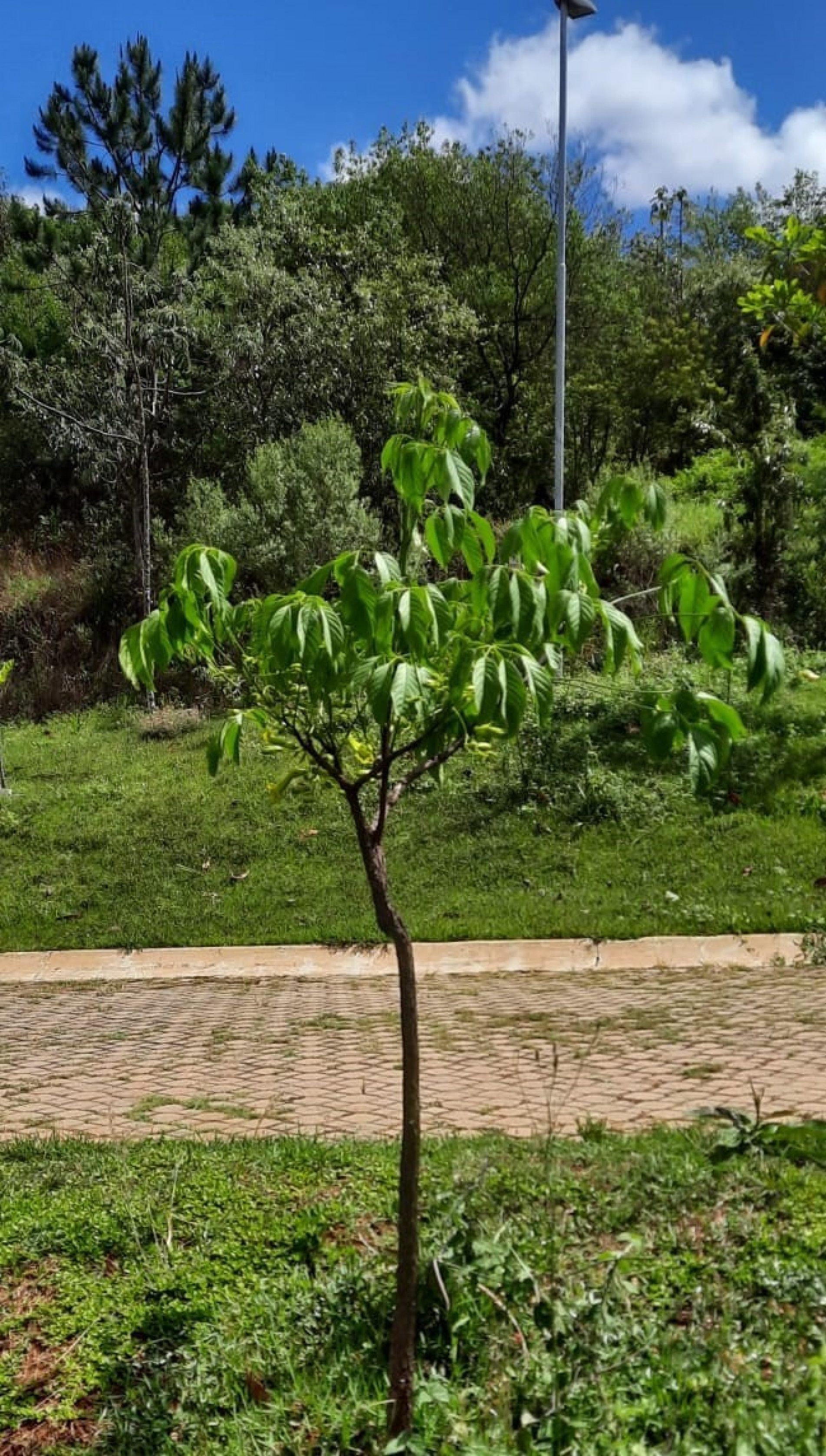 Ipê-verde existente no Jardim Botânico de Sorocaba