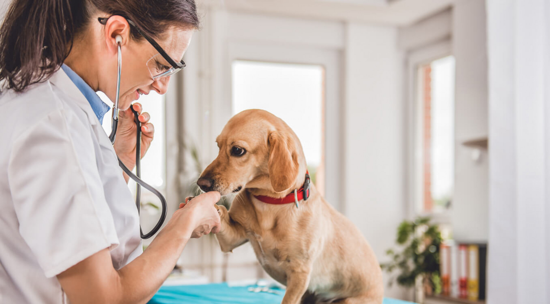 Veterinários vão auxiliar a Polícia Civil