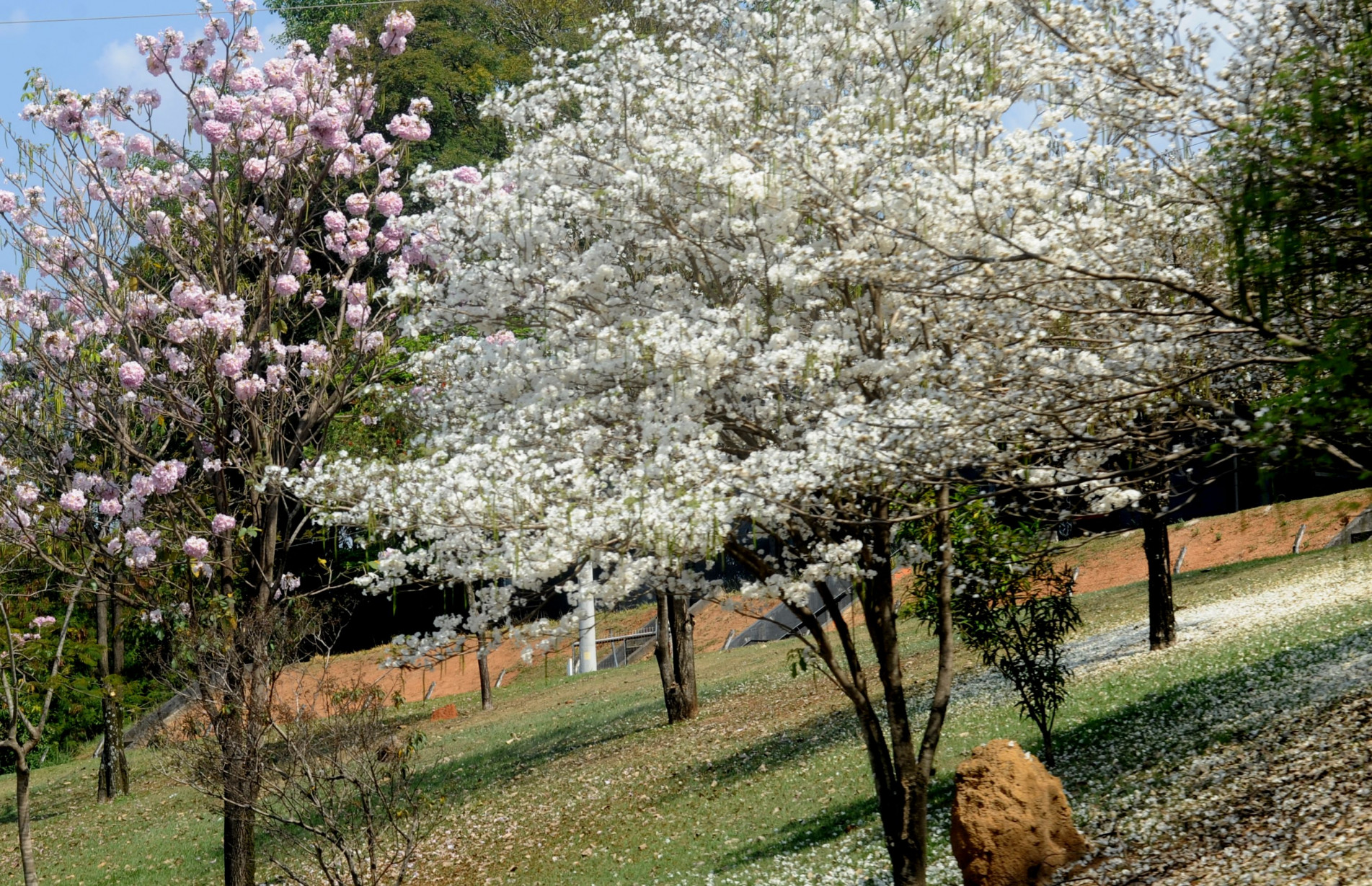 Apesar do cenário colorido pelas diversas espécies que florescem até 22 de dezembro, meteorologistas prevêem forte influência do fenômeno El Niño