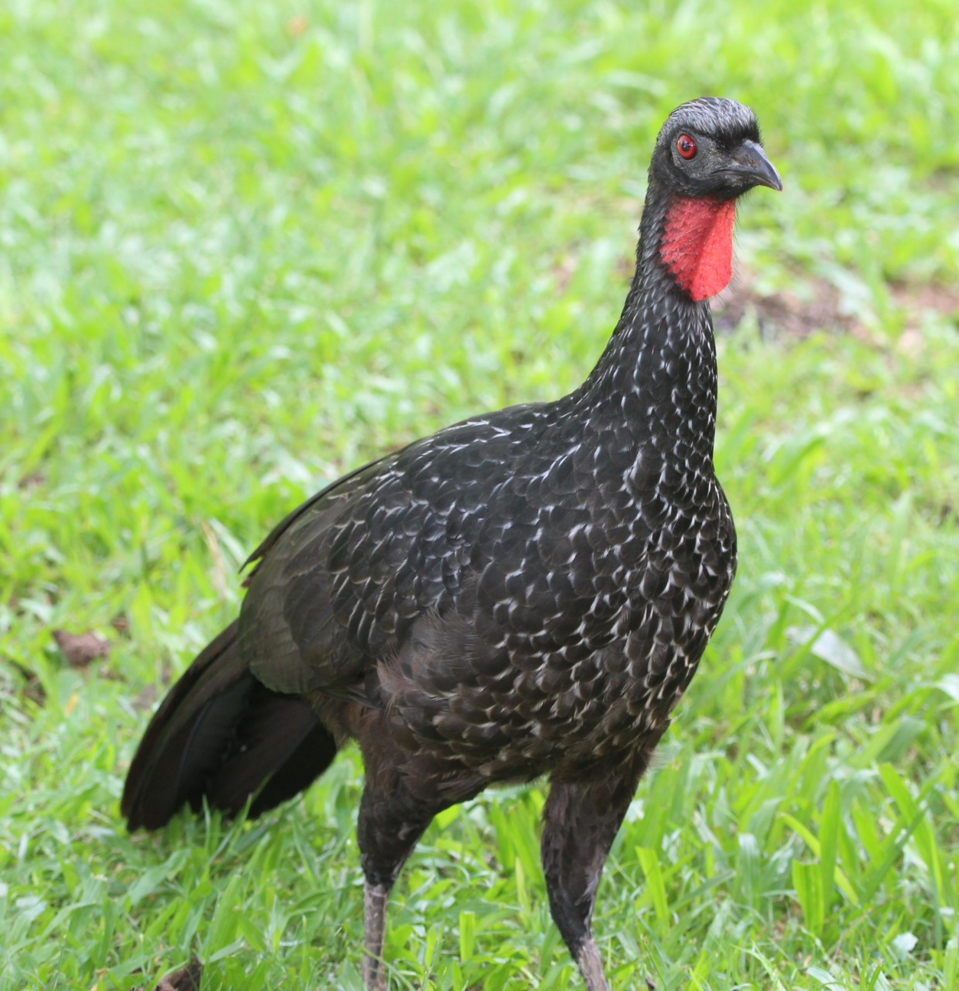 Ela parece uma galinha e chama a atenção por seu canto