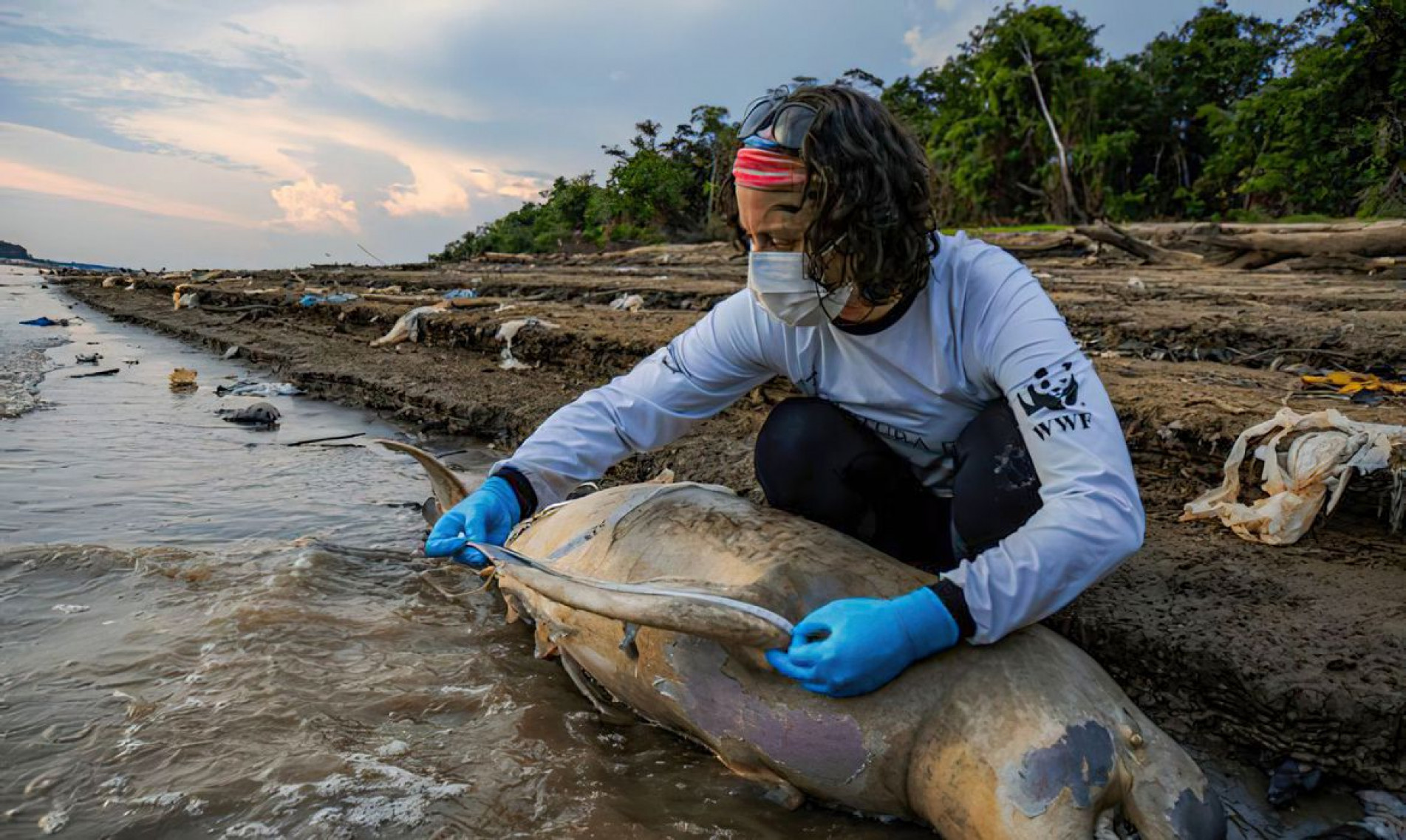 Pesquisadora faz medição e coleta de tecidos de botos mortos em lago no município de Tefé, no Amazonas