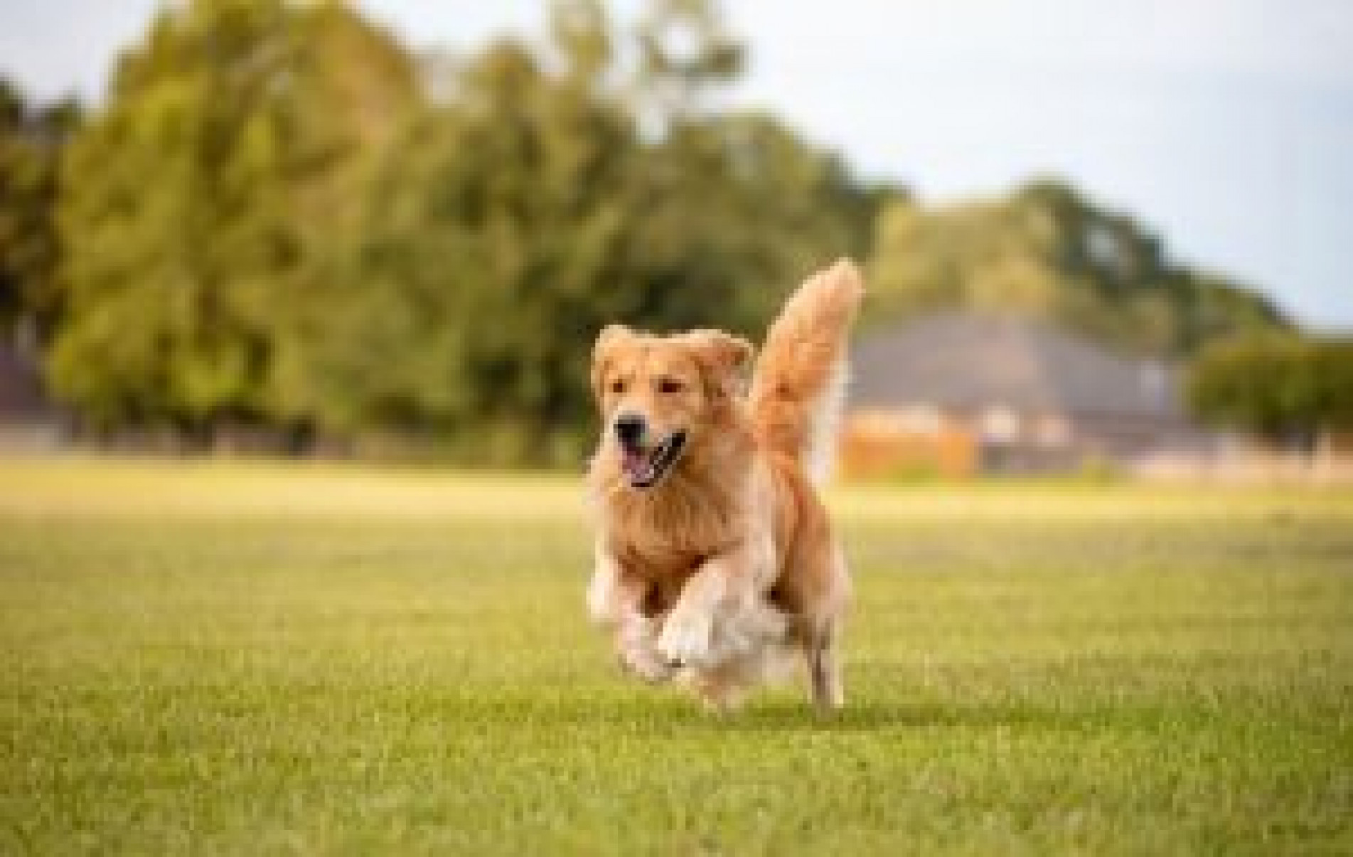 SP propõe lei para regulamentar comércio e garantir bem-estar de cães e gatos no Estado