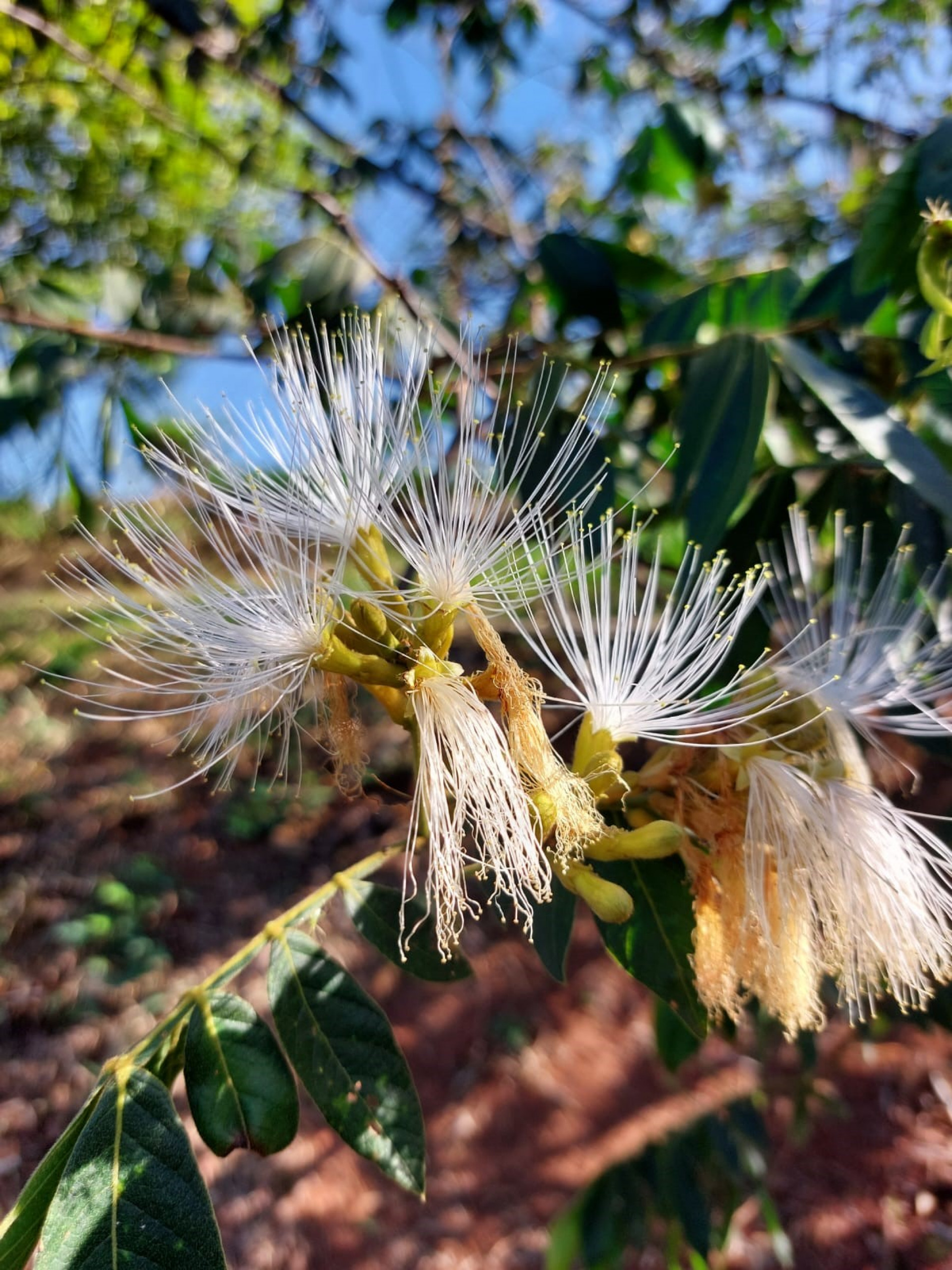 Flores do ingazeiro