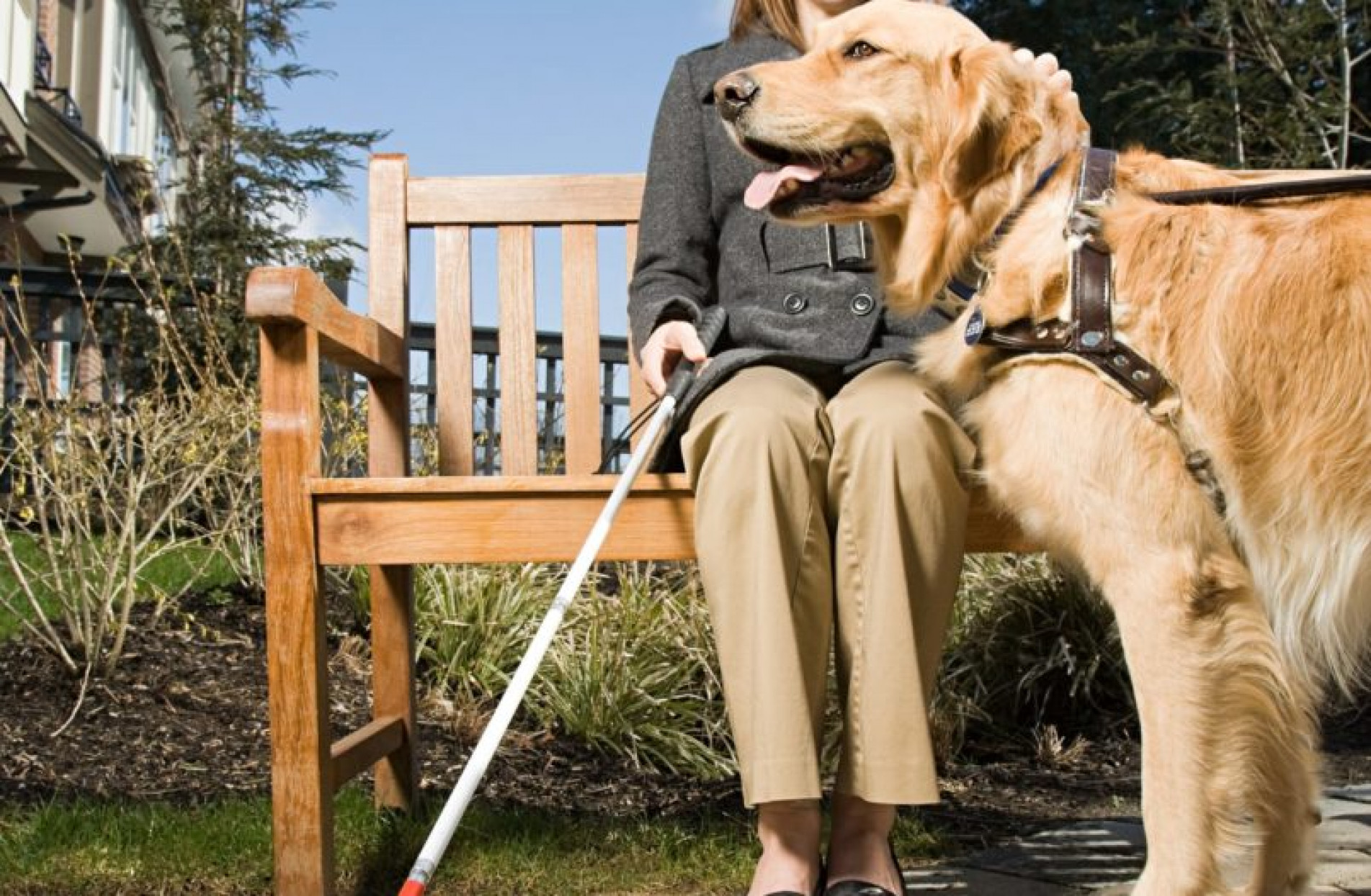 Interessado deve ter condições físicas e emocionais para cuidar do cão