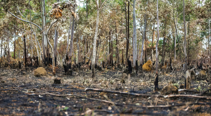 Entre 1985 e 2022, houve redução de 15% da área ocupada por florestas naturais no País, passando de 581,6 milhões de hectares para 494,1 milhões de hectares