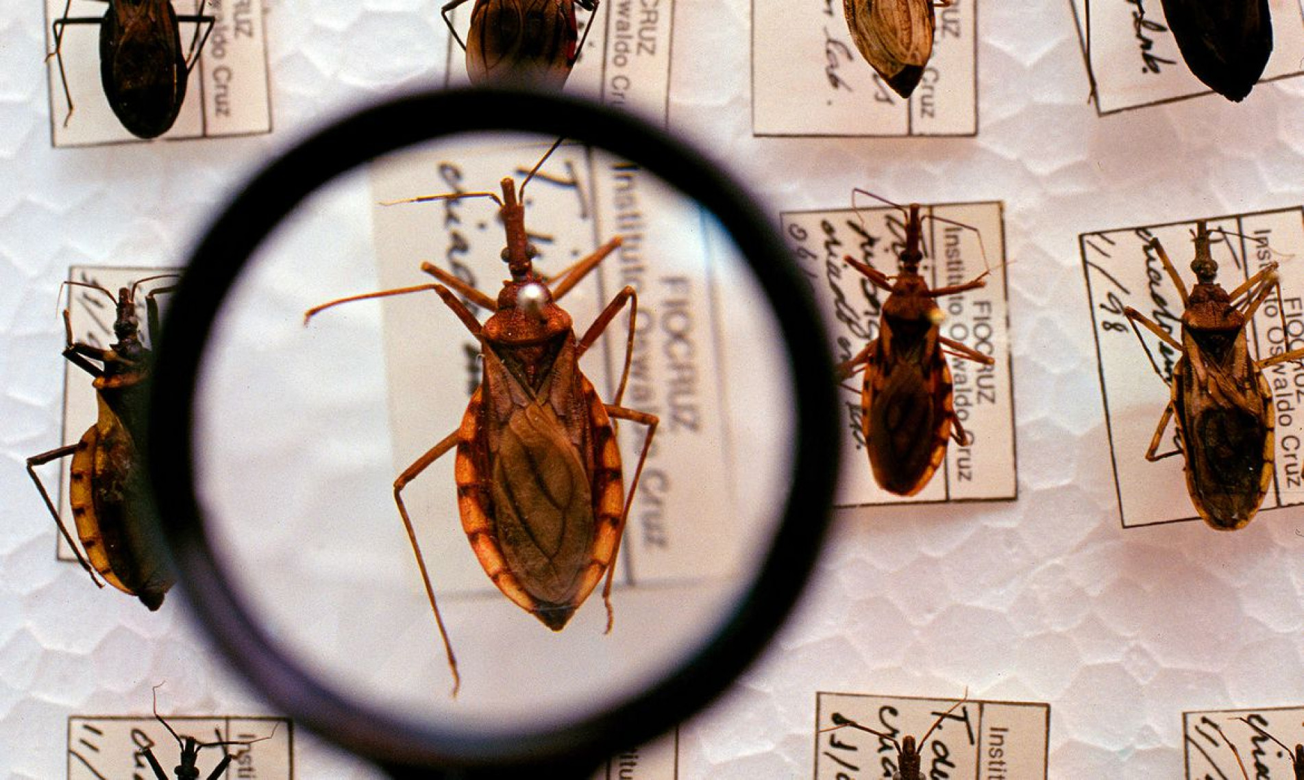 Estudos e amostragem do Barbeiro, transmissor da doença de chagas.