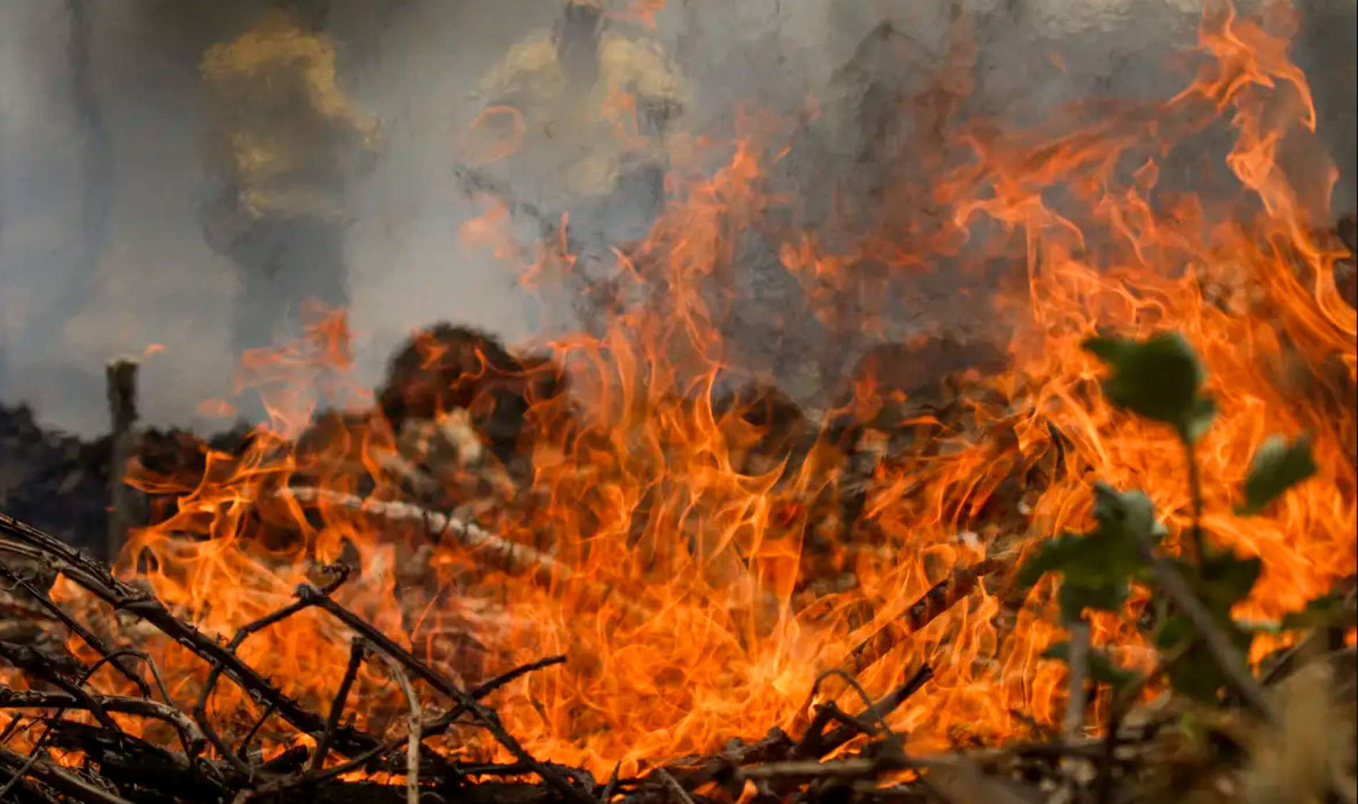 Cenário do incêndio no Pantanal tem fumaça intensa, céu amarelo, animais mortos e outros em fuga