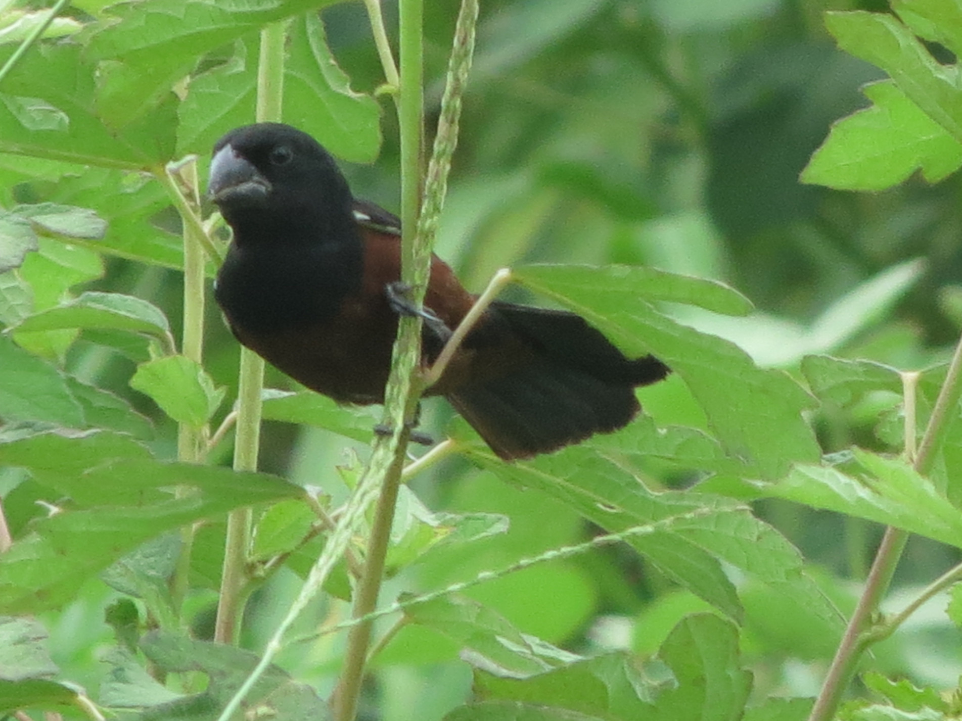 O curió macho é preto na parte de cima do corpo e castanho-avermelhado na parte de baixo