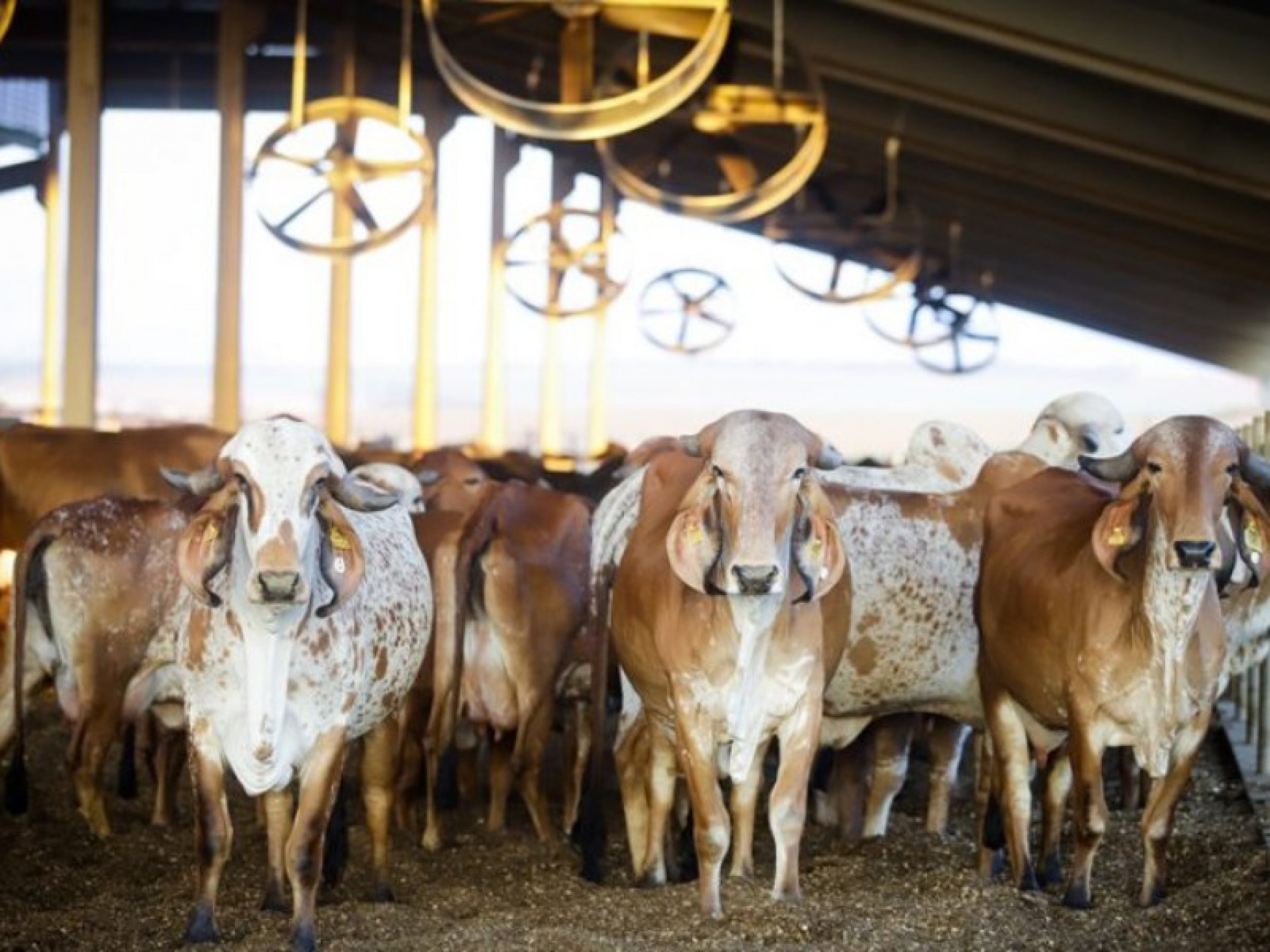 Após a prorrogação das campanhas o produtor deve declarar a vacinação até o dia 22 de dezembro