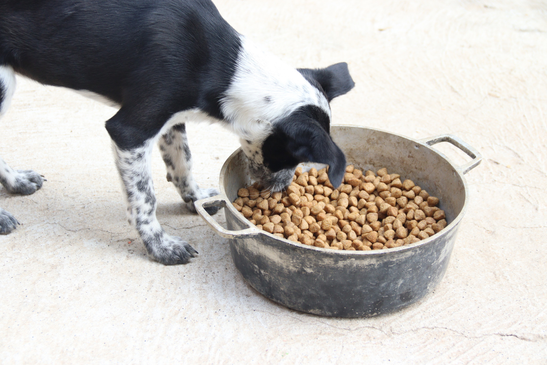 O objetivo da Prefeitura do projeto é captar doações de alimentos para cães e gatos, e promover a sua distribuição de forma gratuita