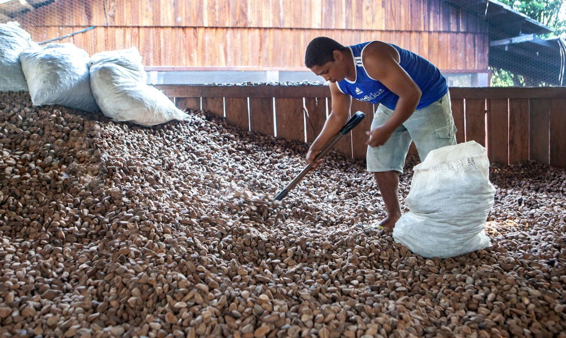 Embrapa: castanha impulsiona desenvolvimento sustentável na Amazônia