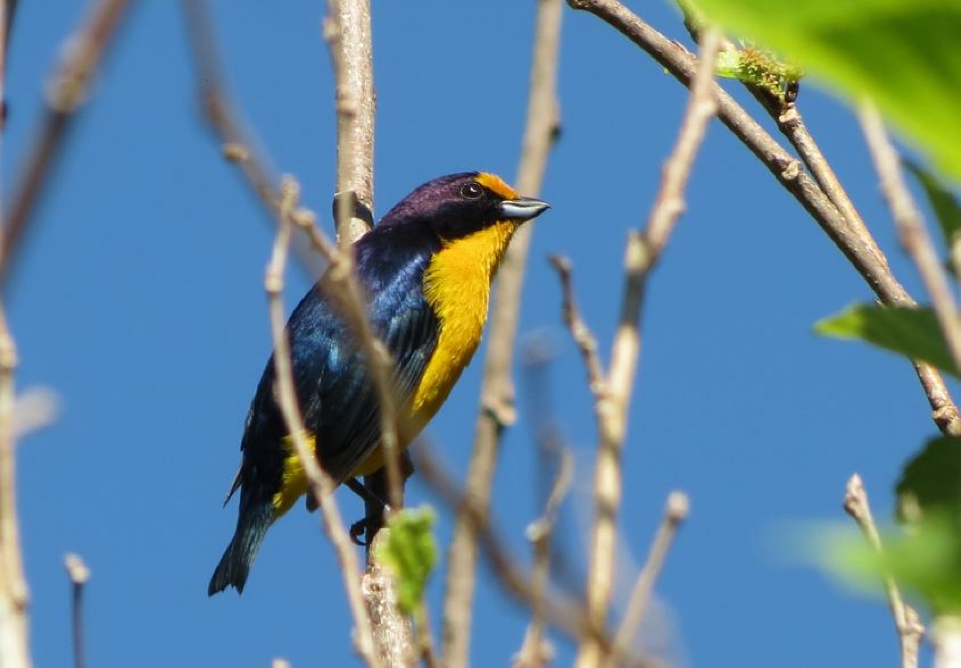 Essa ave chama a atenção por ter a parte de cima do corpo na cor azul-metálico