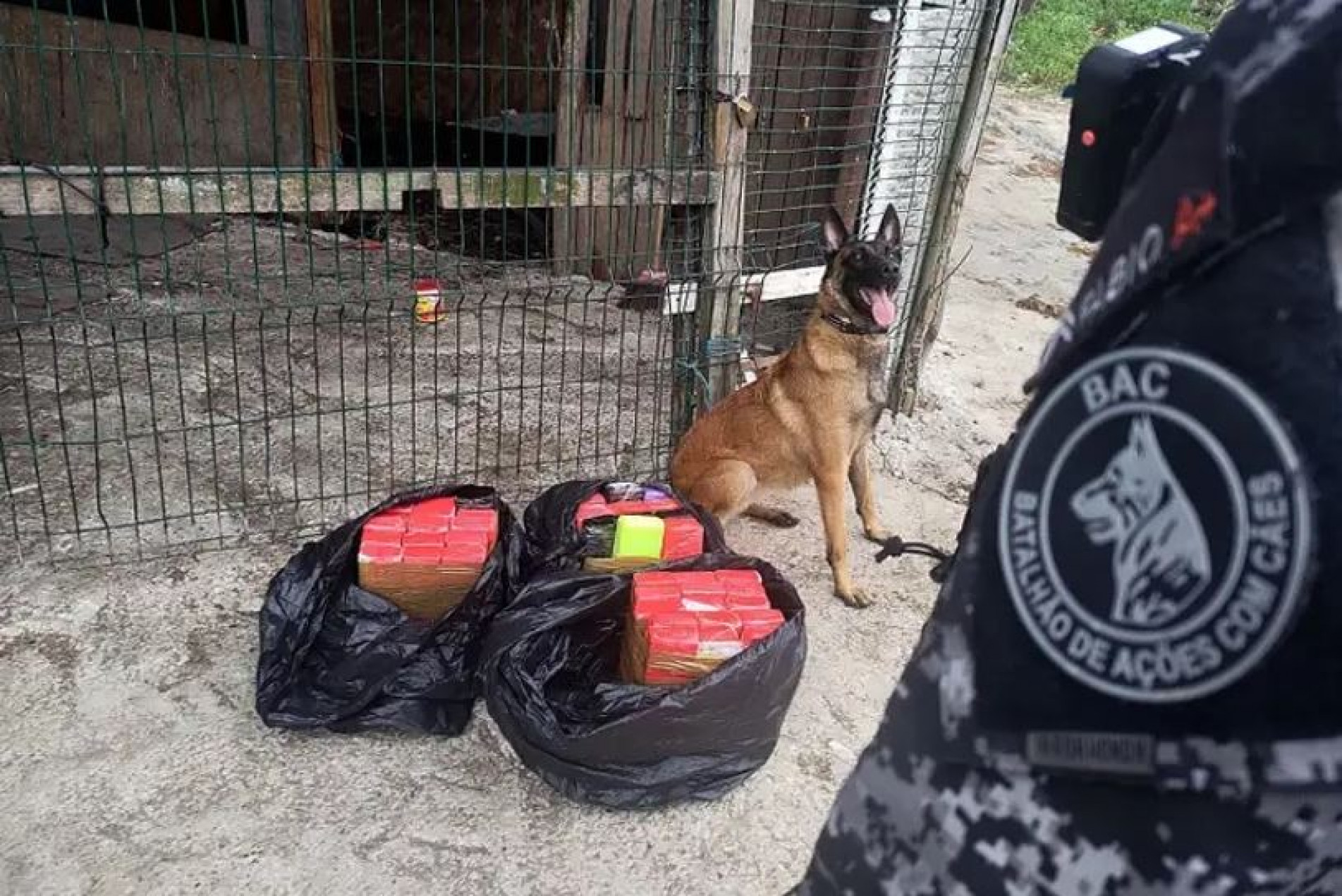 Cães farejadores foram usados para encontrar carregamentos de droga