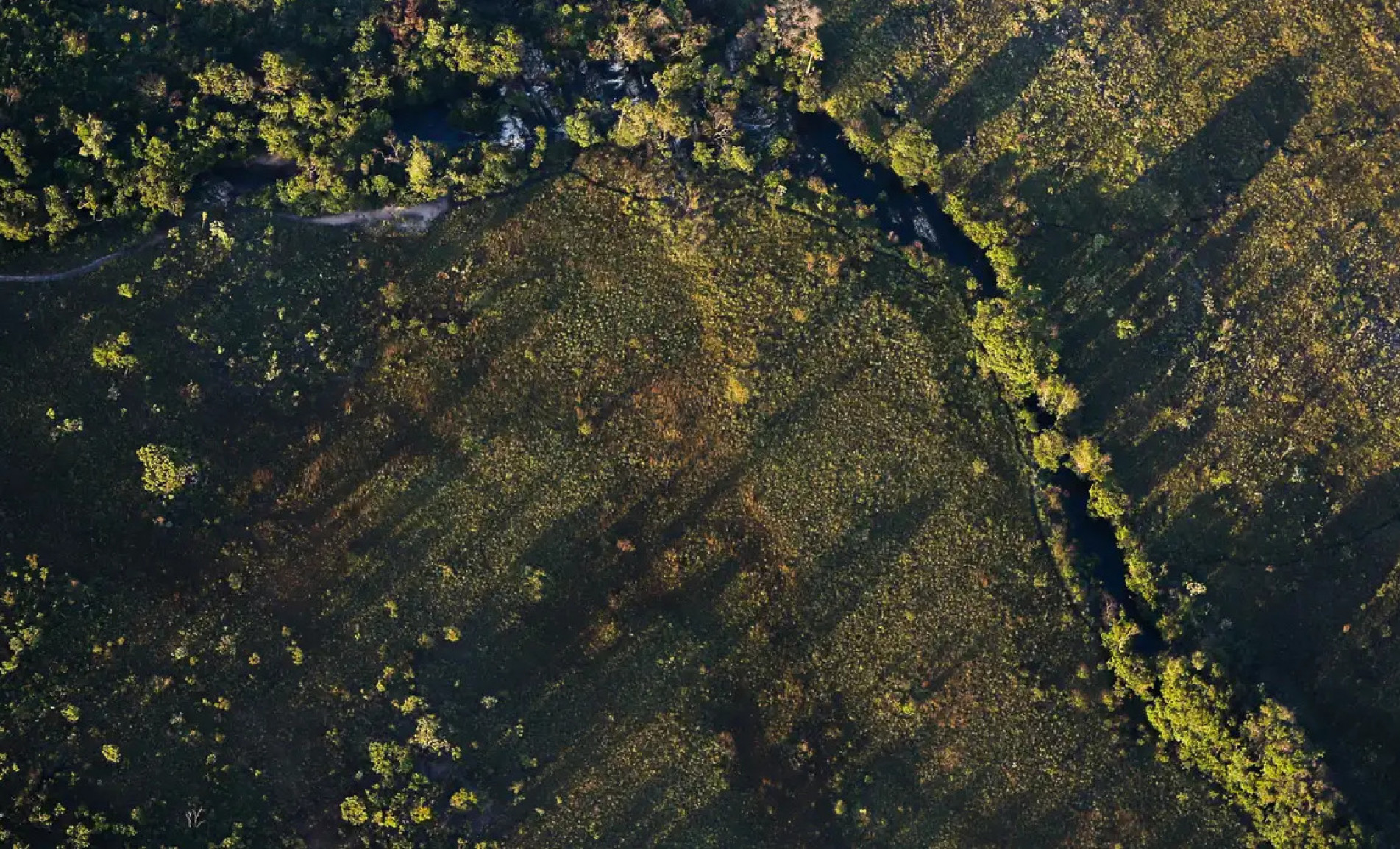 Cerrado é um celeiro global, responsável por 60% da produção agrícola do Brasil e 22% das exportações globais de soja