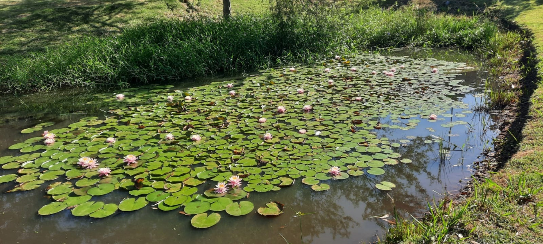 Lago repleto de ninfeias no Jardim Botânico de Sorocaba