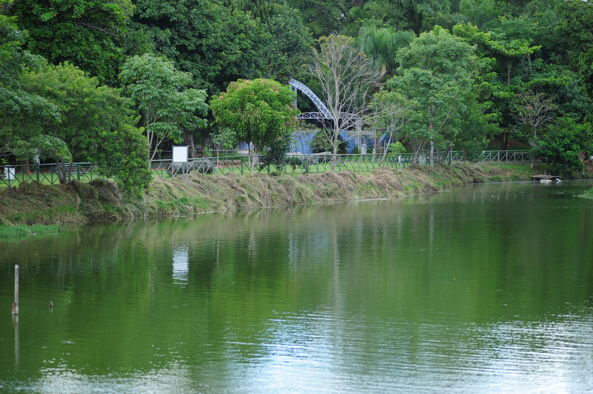 Mortandade de peixes no lago do zoo preocupa