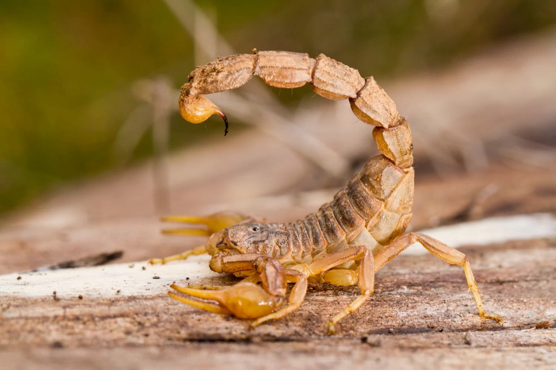 Animal gosta de ficar escondido em entulhos e materiais de construção