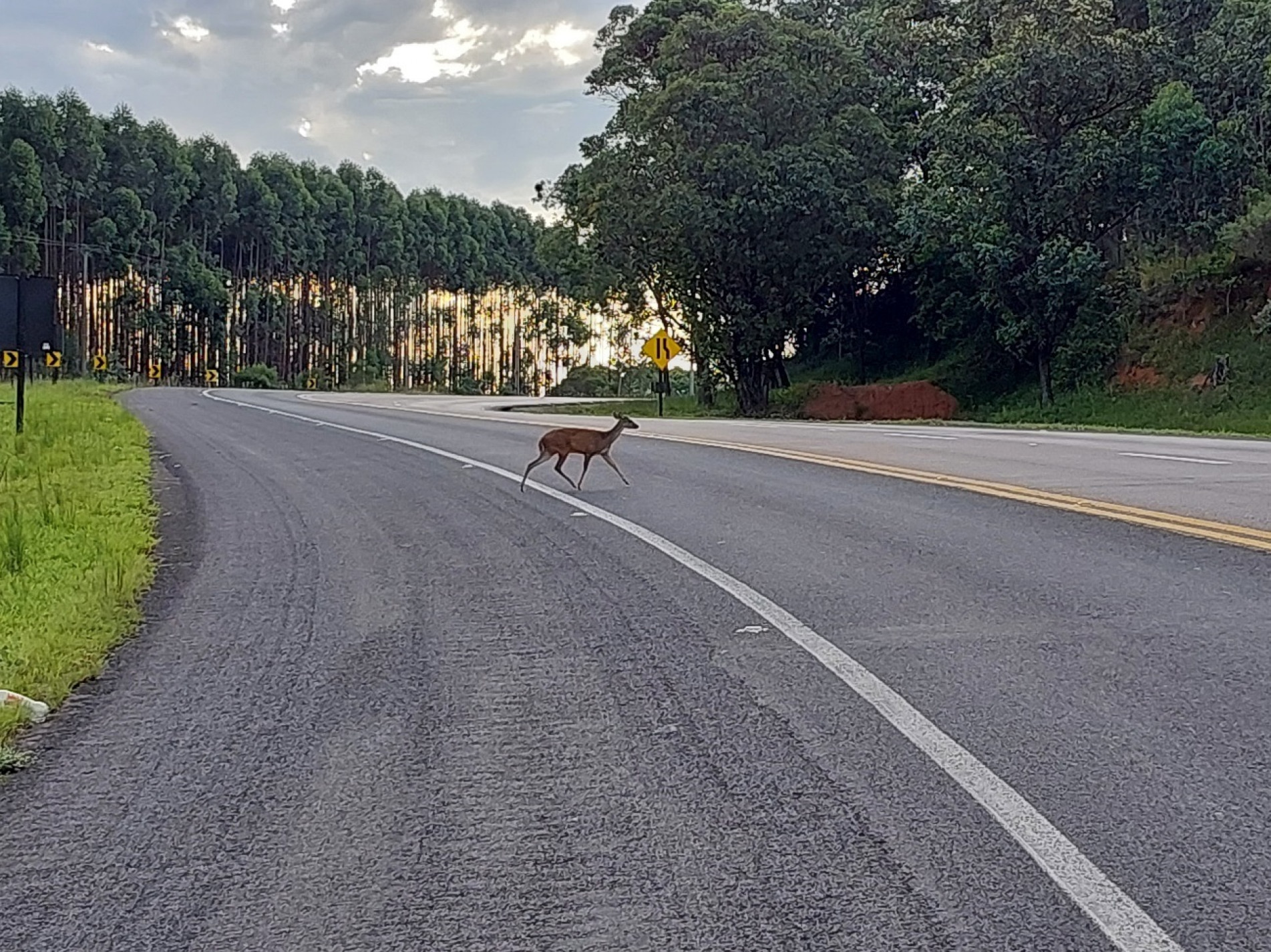 Cervídeo de pequeno porte vive em florestas densas e savanas abertas