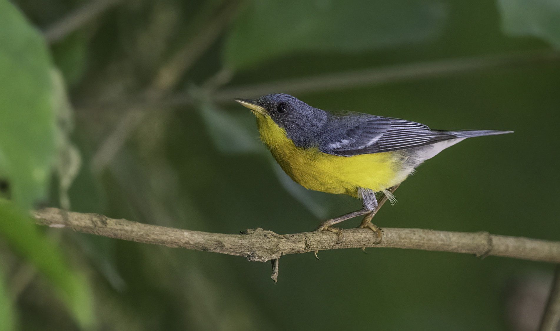 Ela é típica da Mata Atlântica e prefere ambientes com presença de árvores