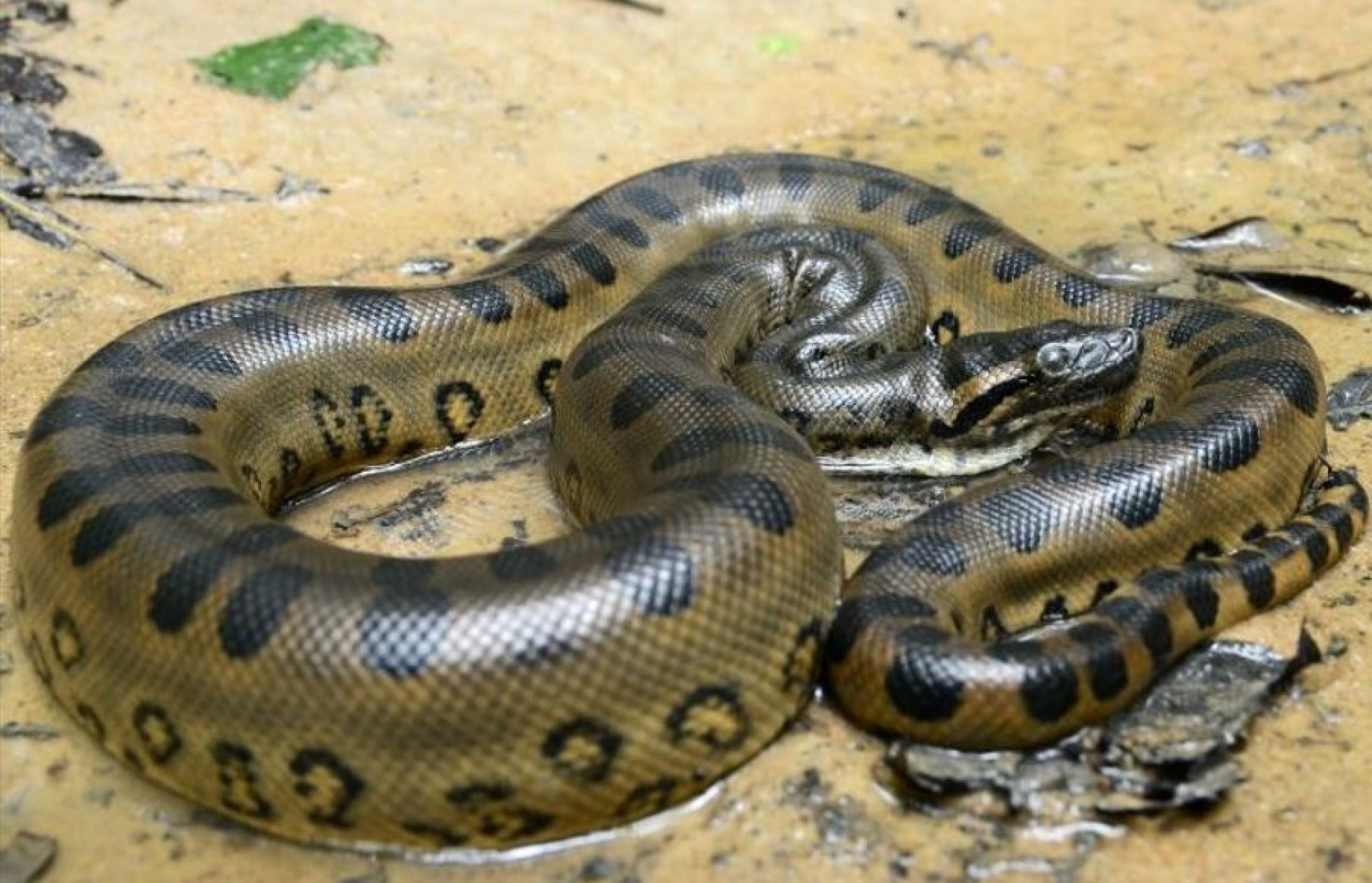 As sucuris-verdes são popularmente conhecidas como anacondas
