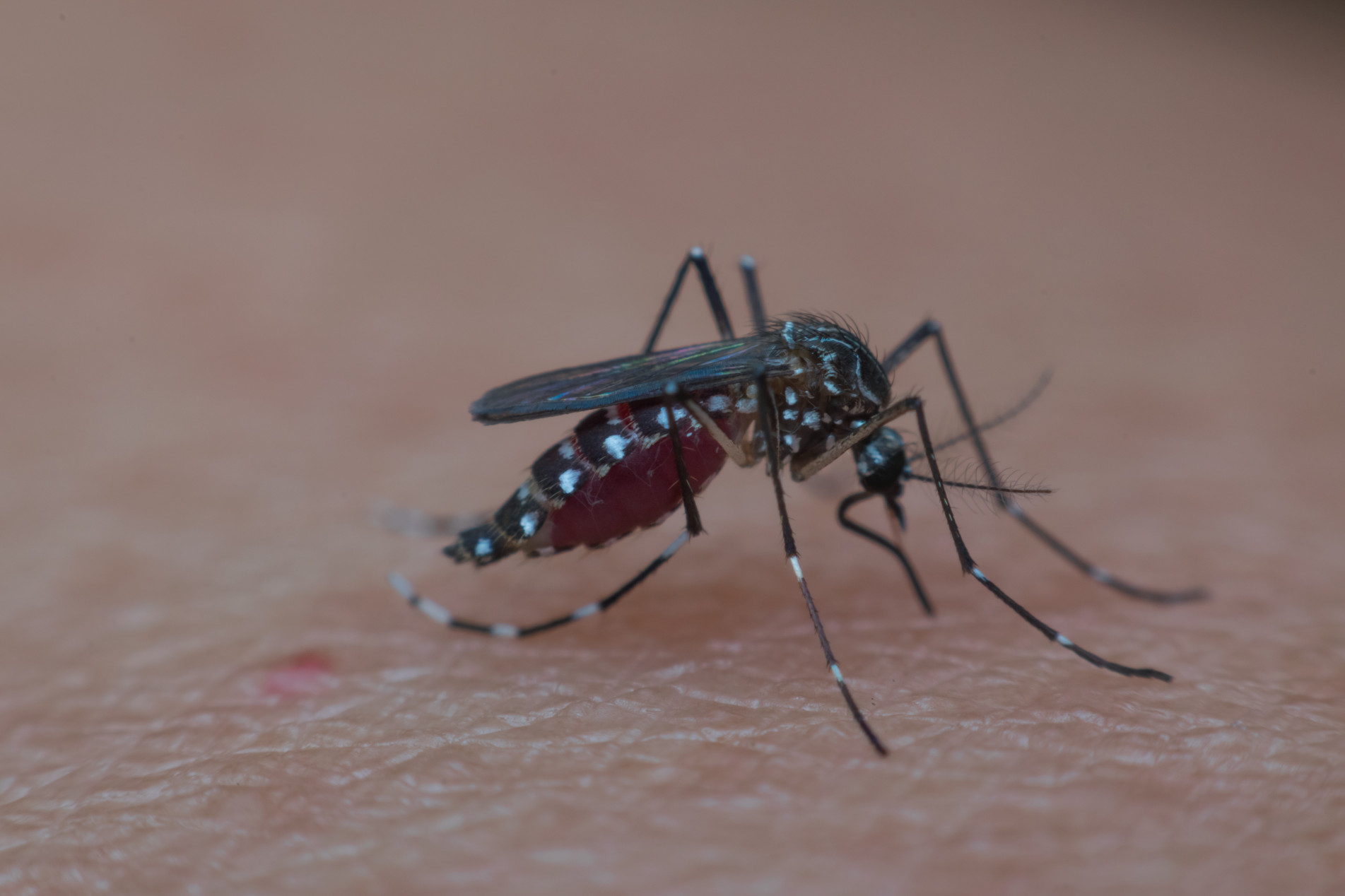 Sorocaba tem mais de 9 mil notificações  de dengue