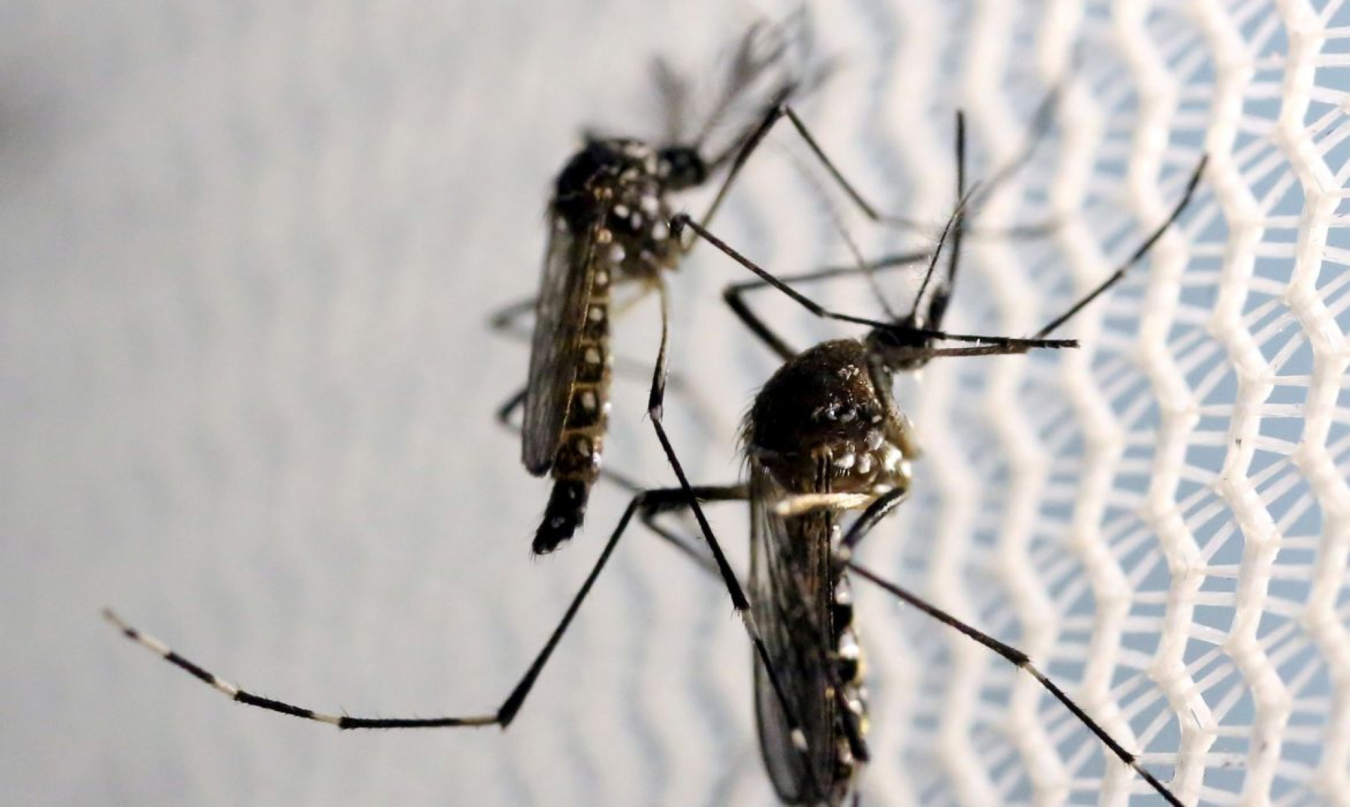 Doença é transmitida pela picada do mosquito Aedes aegypti