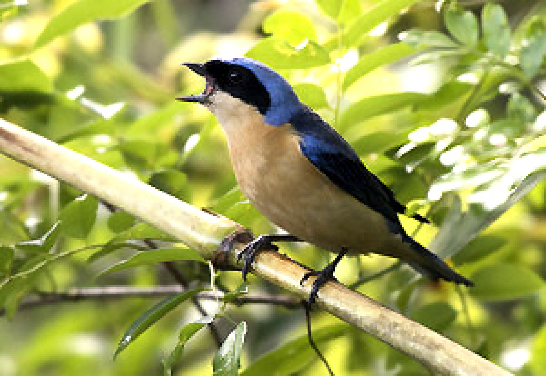 A saíra-viúva chama atenção pelos tons de azul na cabeça e nas costas