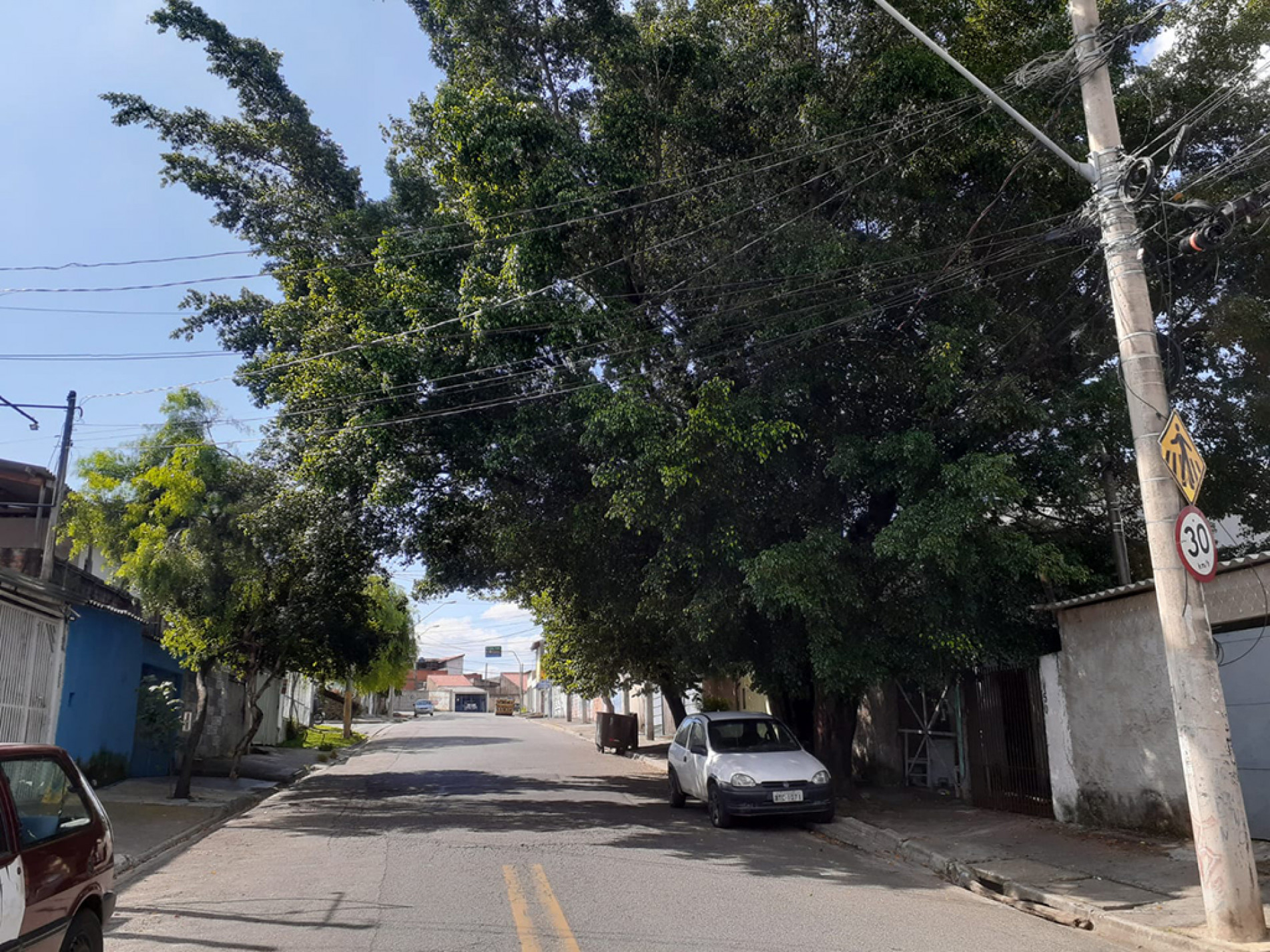 Árvore, na rua Ministro Moacyr Amaral Santos, cresceu tanto que alcança fios de energia, enquanto as raízes quebraram a calçada e até parte do imóvel