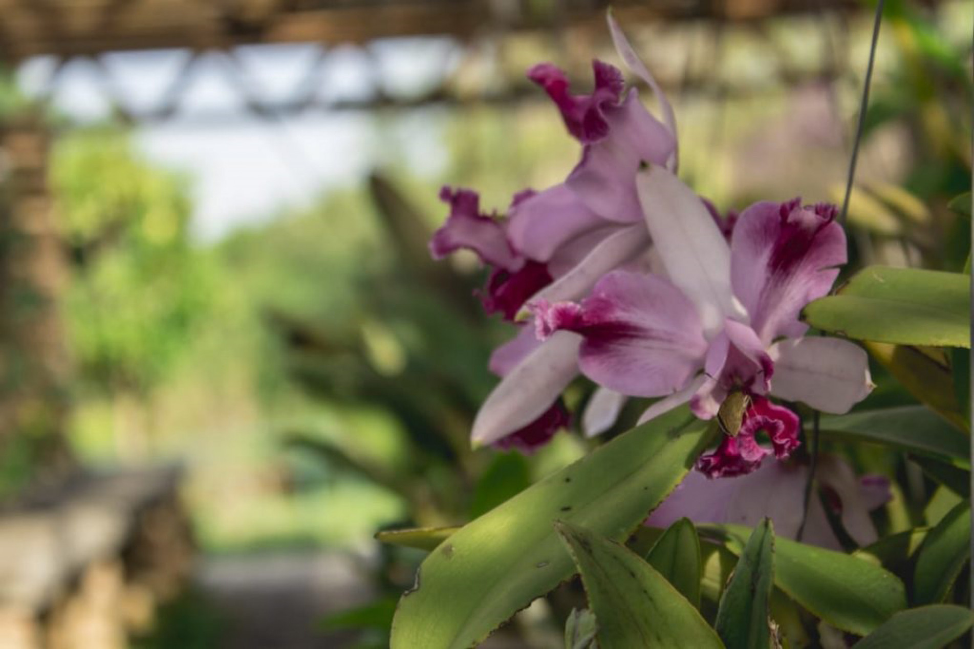 Programa faz parte do Clube de Jardinagem do Jardim Botânico
