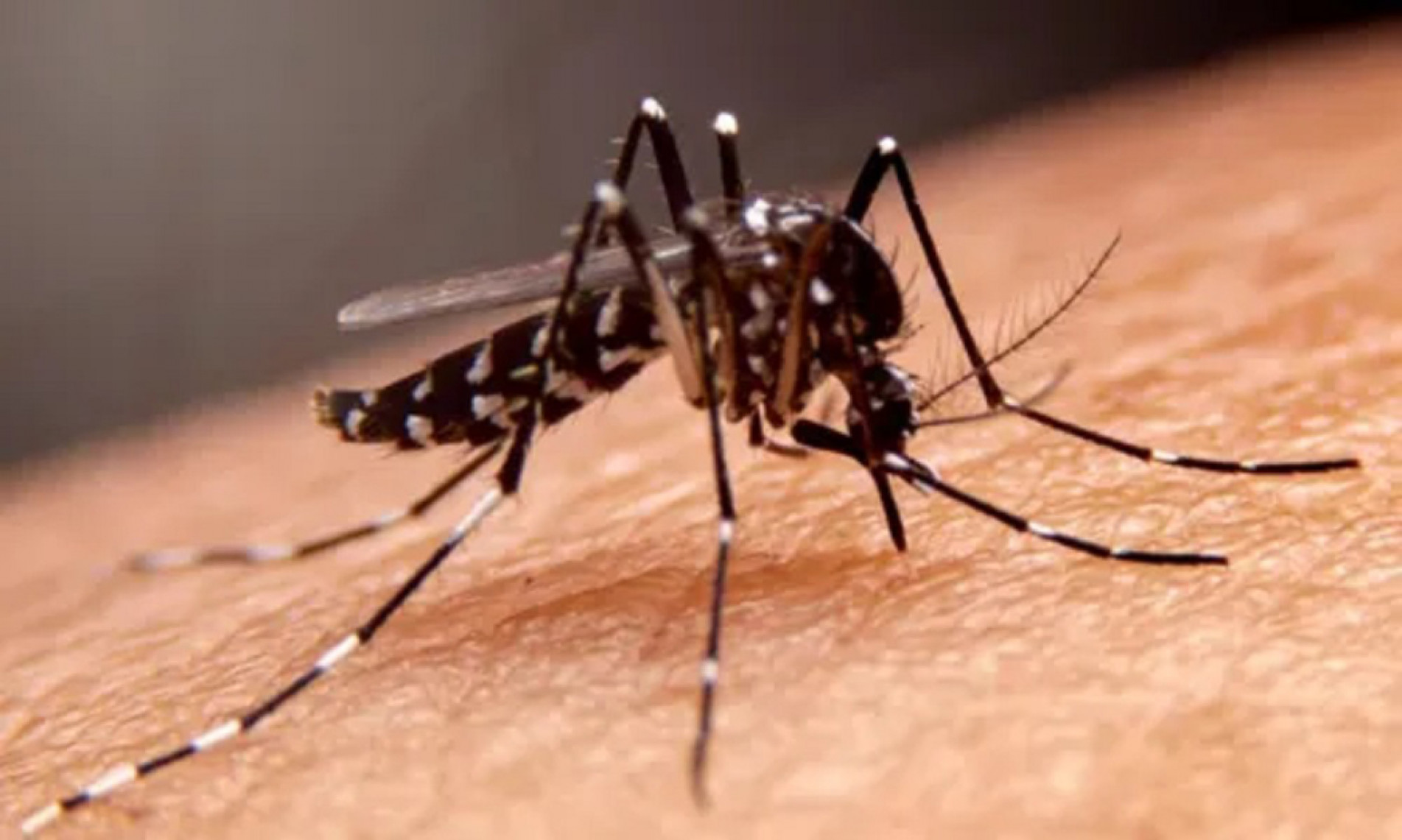 Sorocaba, Itu, Salto e Boituva decretaram situação de emergência para reforçar as medidas de prevenção e combate ao Aedes aegypti
