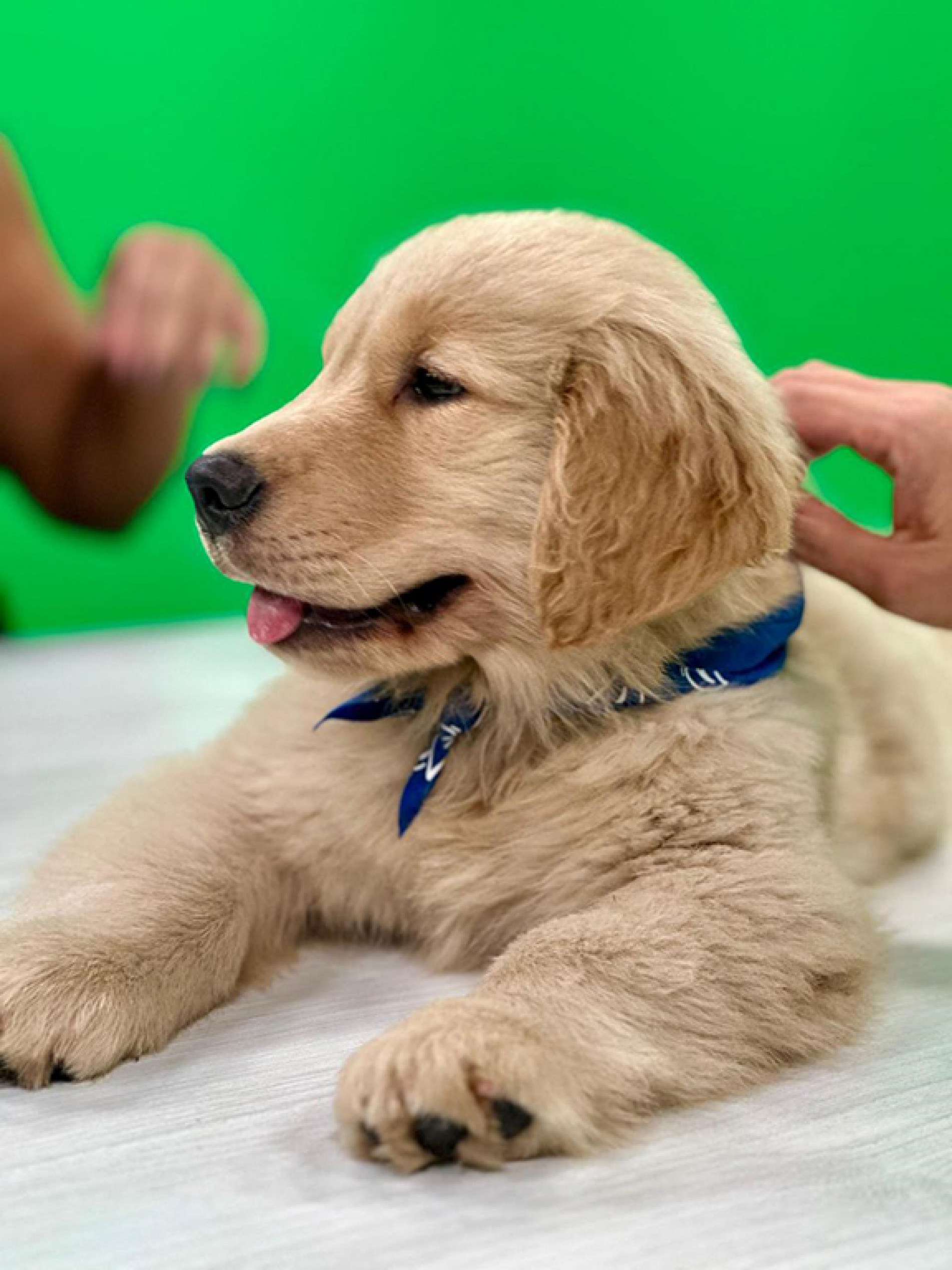 Filhote tem pouco mais de 80 dias e apresenta temperamento calmo
