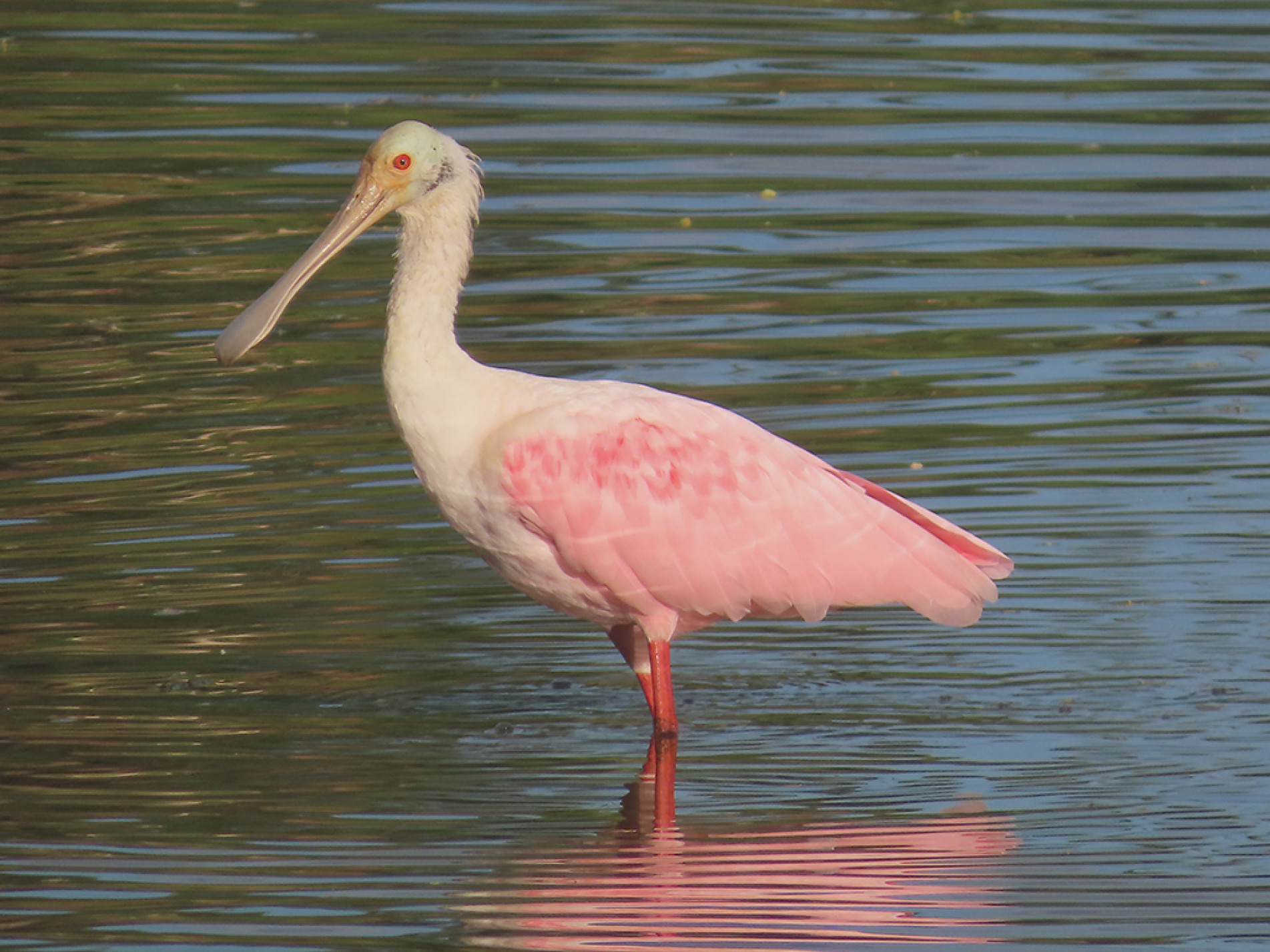 Colhereiro — típico do Pantanal — ave difícil de encontrar em outras cidades, mas vistas com certa facilidade em Sorocaba
