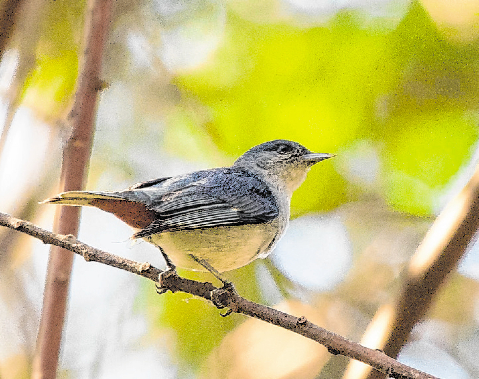 Essa ave é encontrada em praças, parques e jardins de nossa cidade