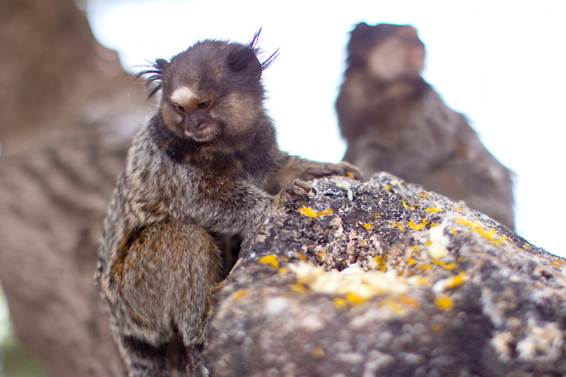 Sagui em árvore na Esplanada dos Ministérios